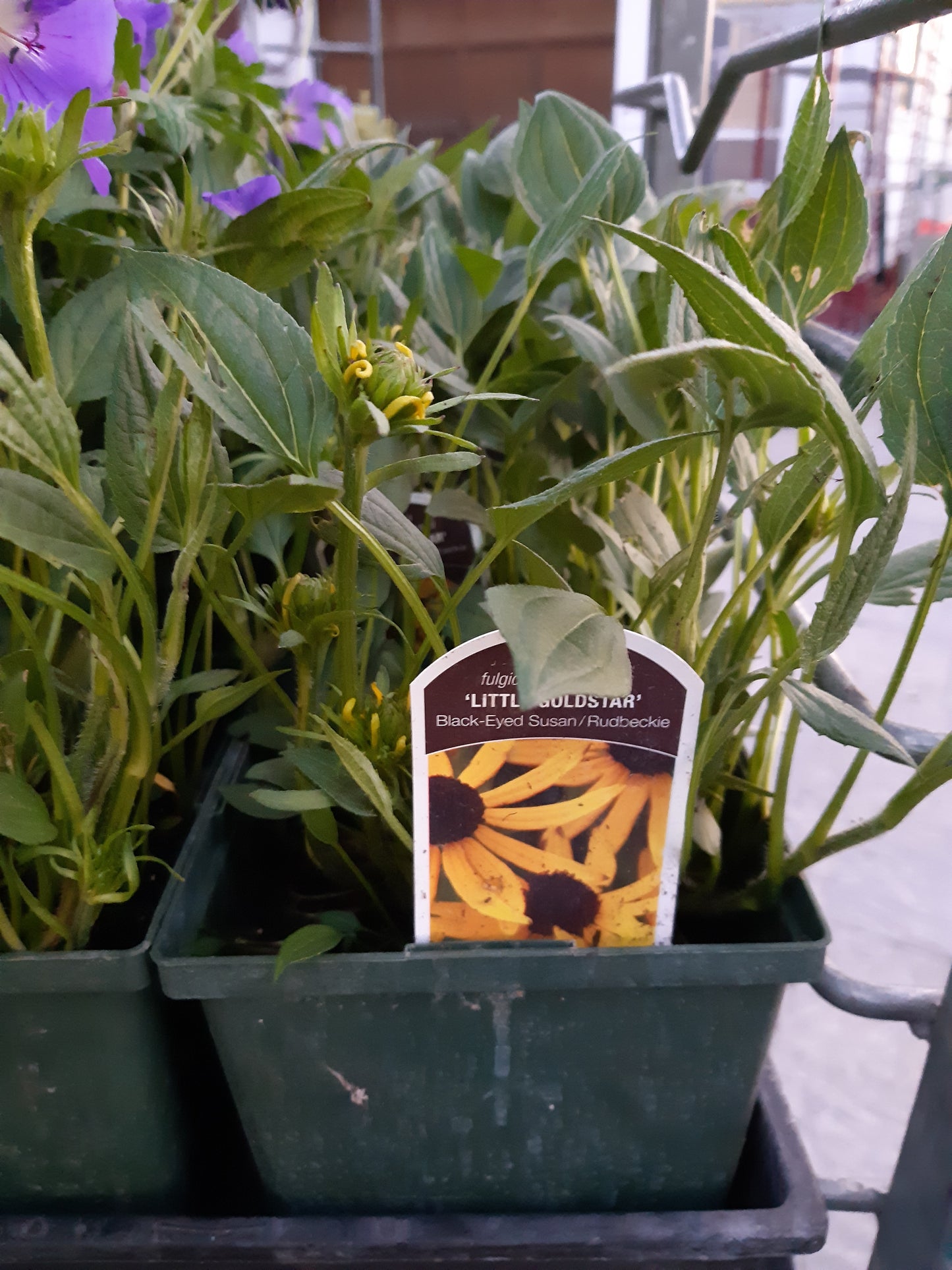 1 Gal Black Eyed Susan (Rudbeckia)