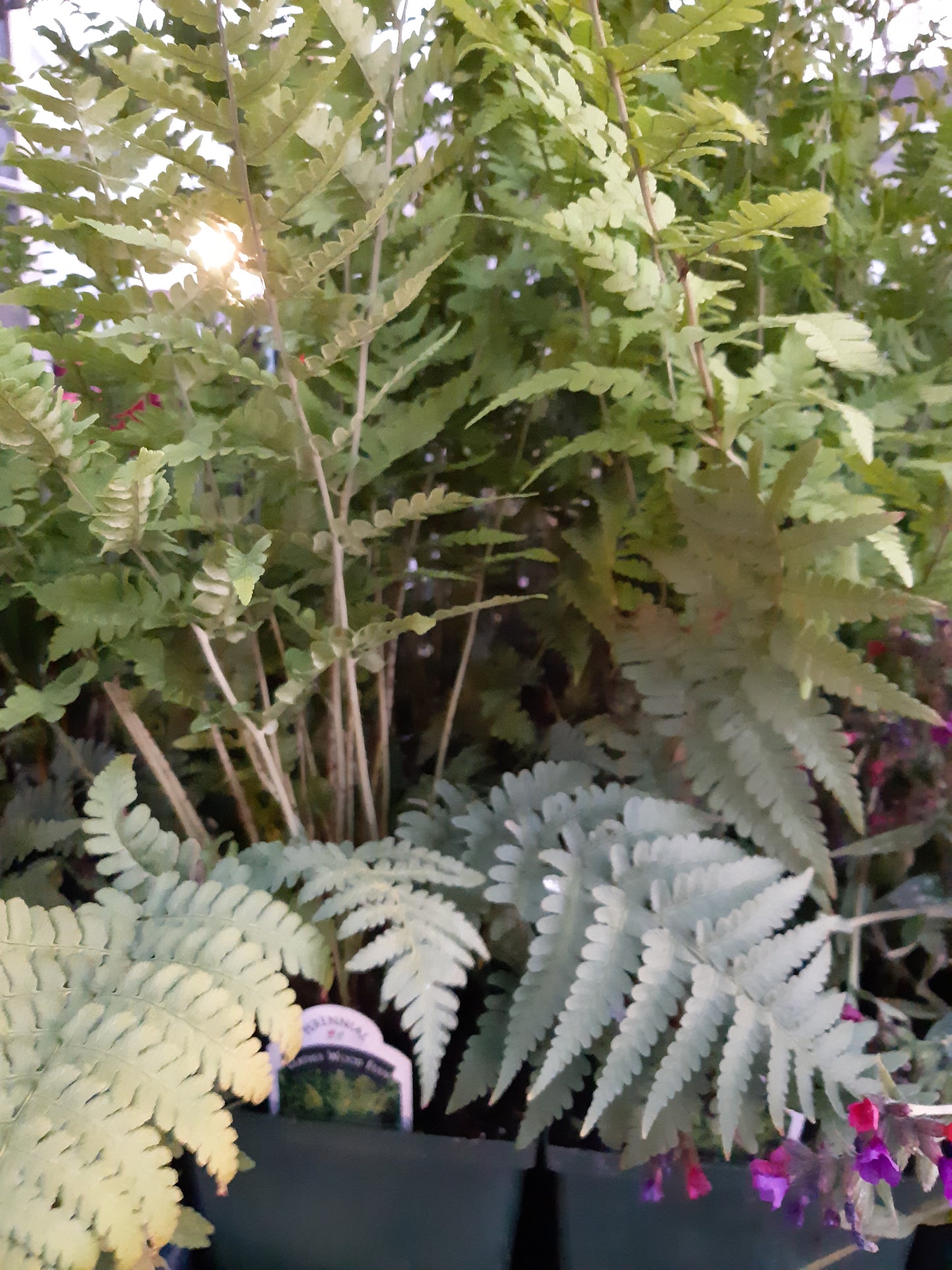 1 Gal Leatherwood Fern