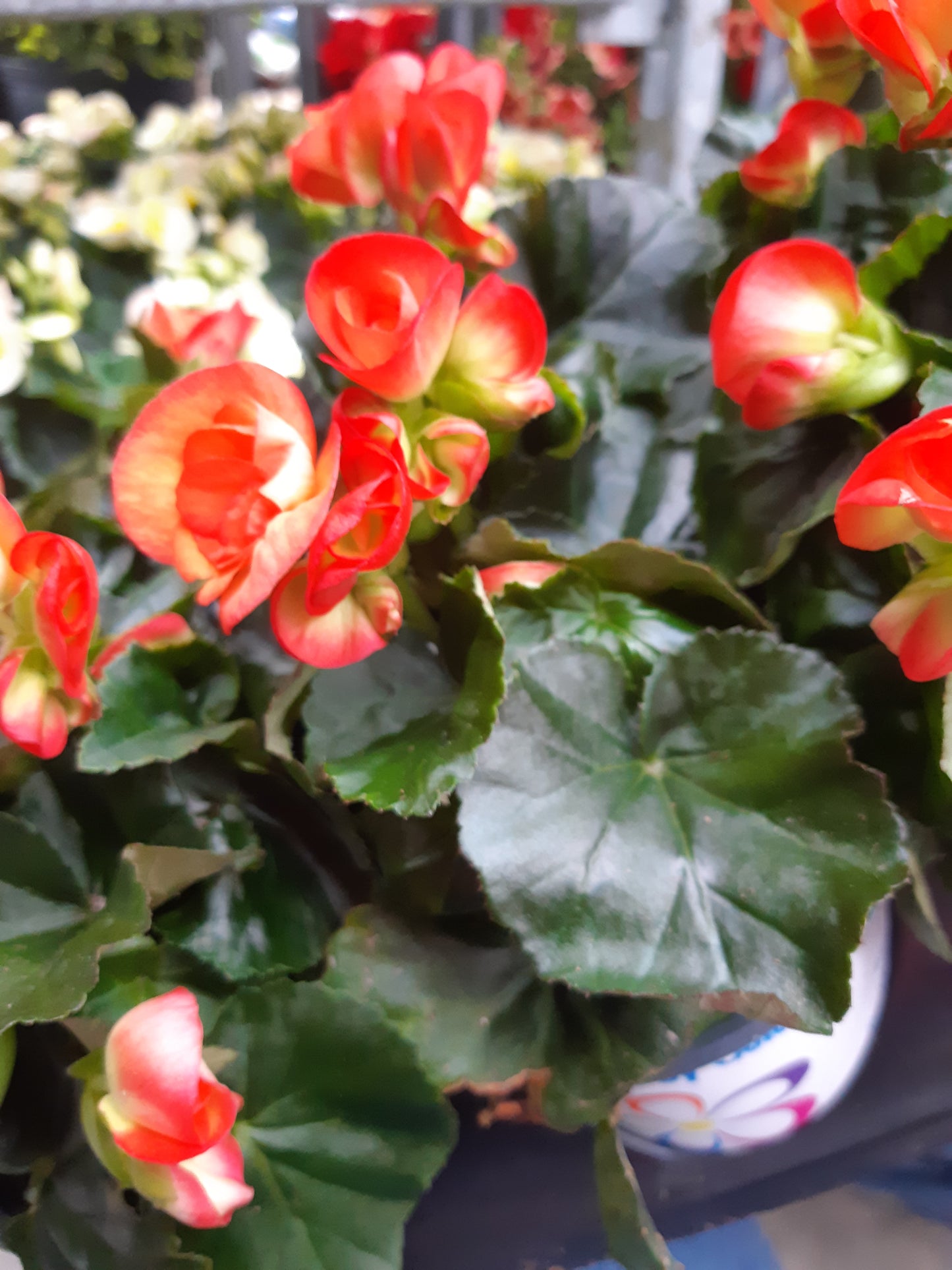 4" Rieger Begonia