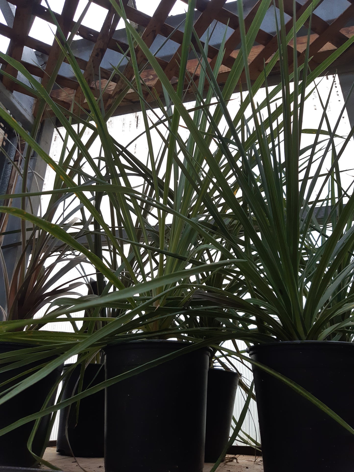 6" Green Spike
