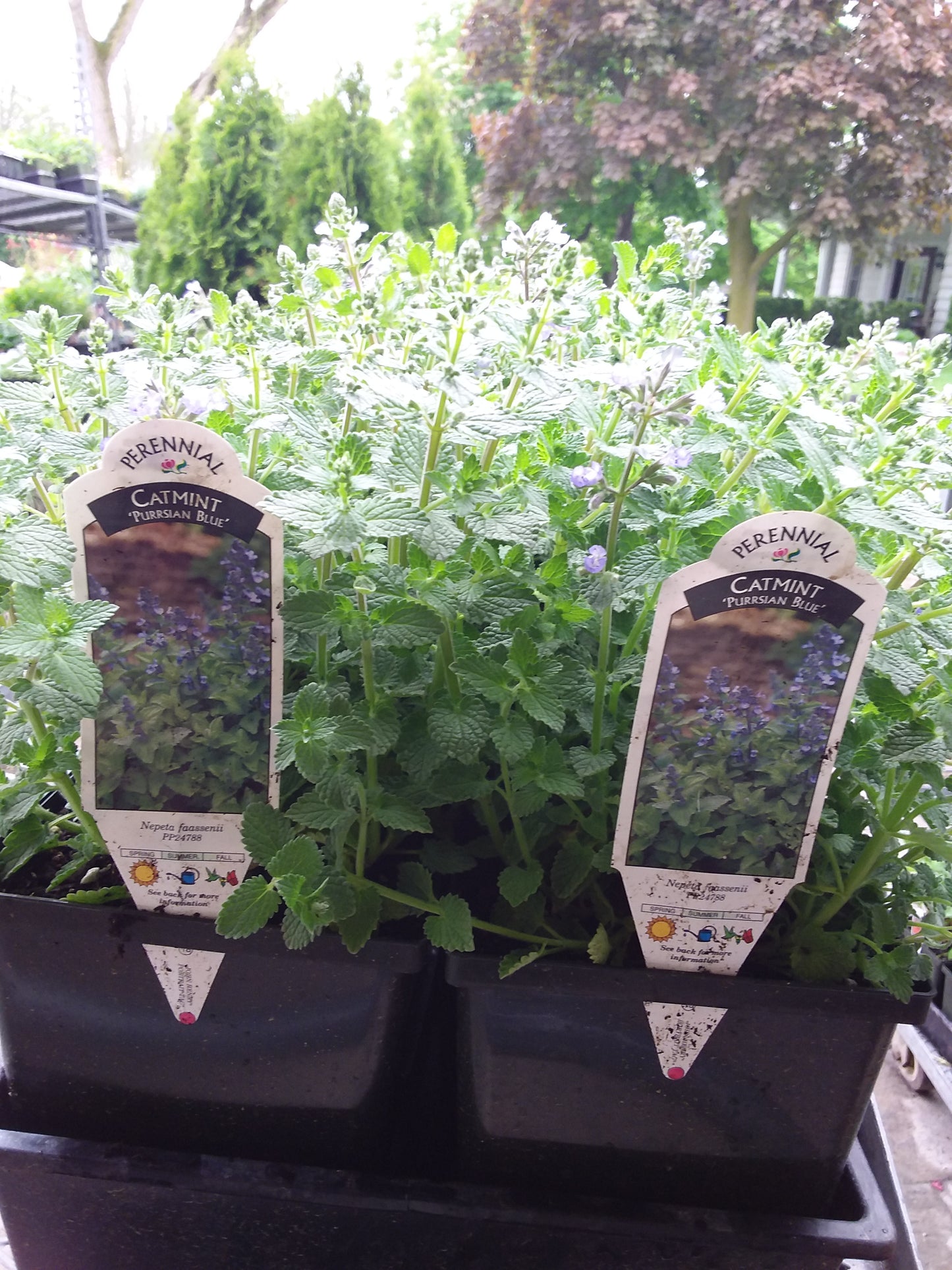 1 gal Catmint (Nepeta)