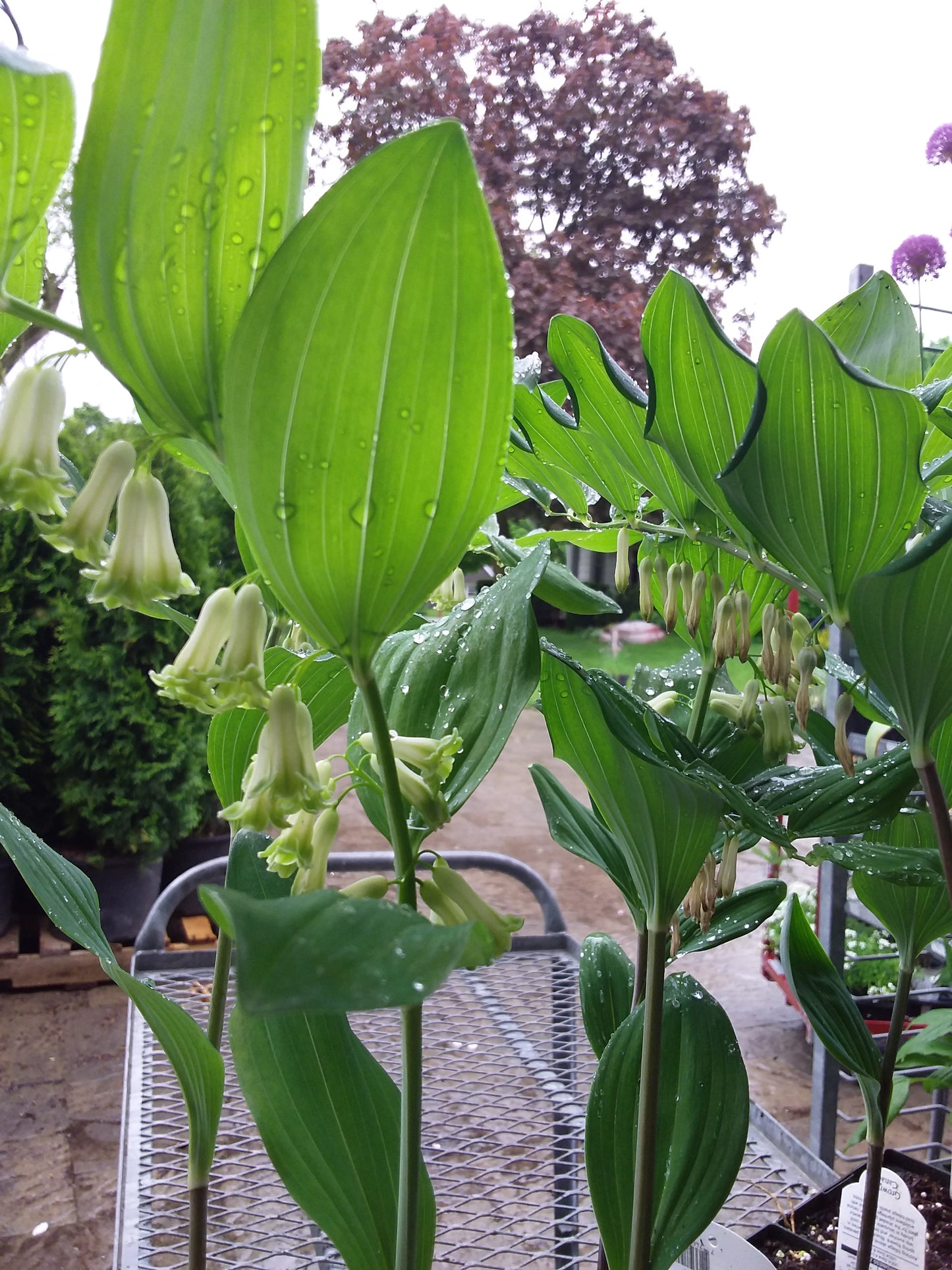 1 gal Solomon's Seal (Polygonatum Mult.) Variegated