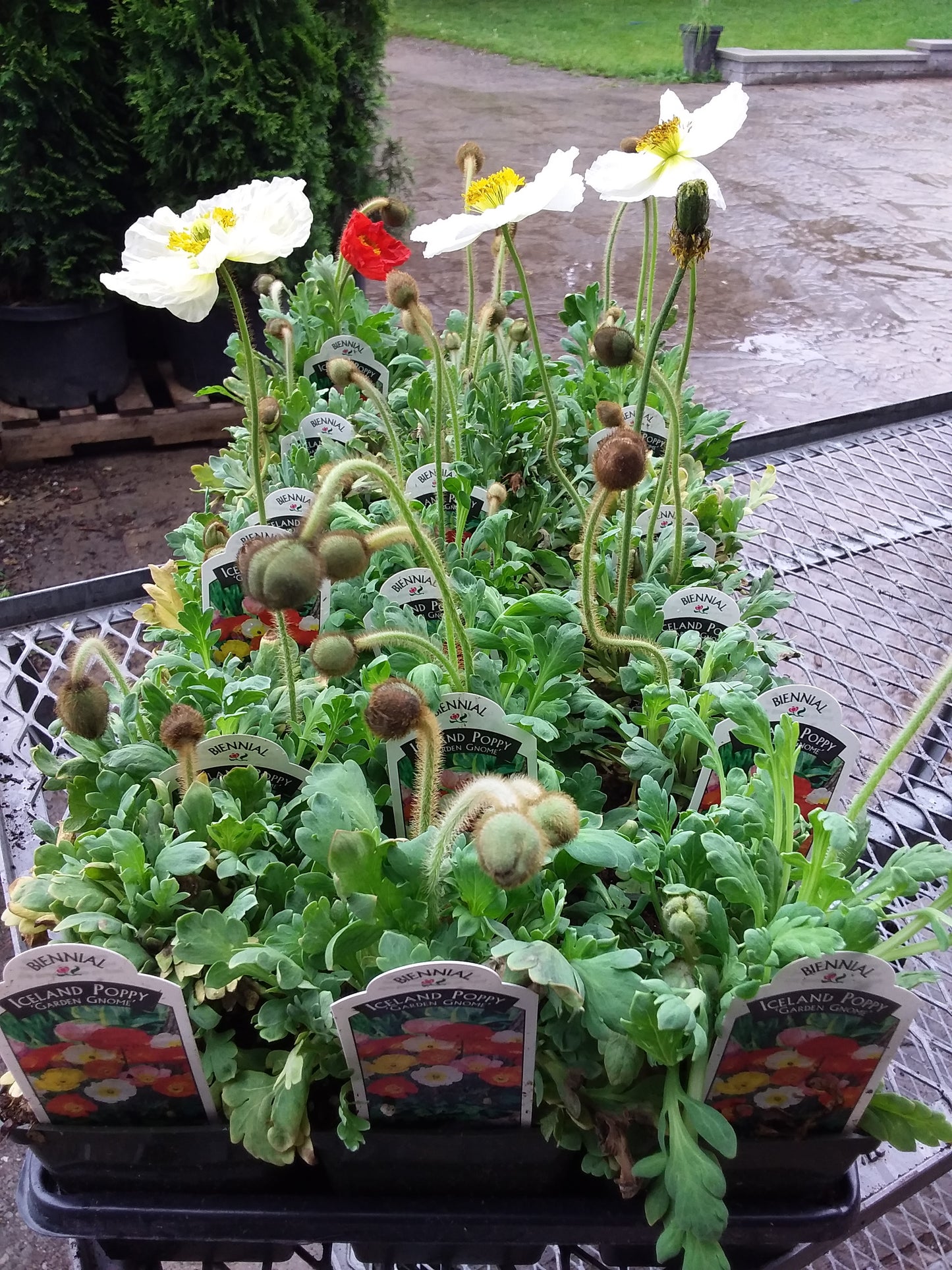 4" Iceland Poppy (Papaver Ice.) 'Gnome Mix'