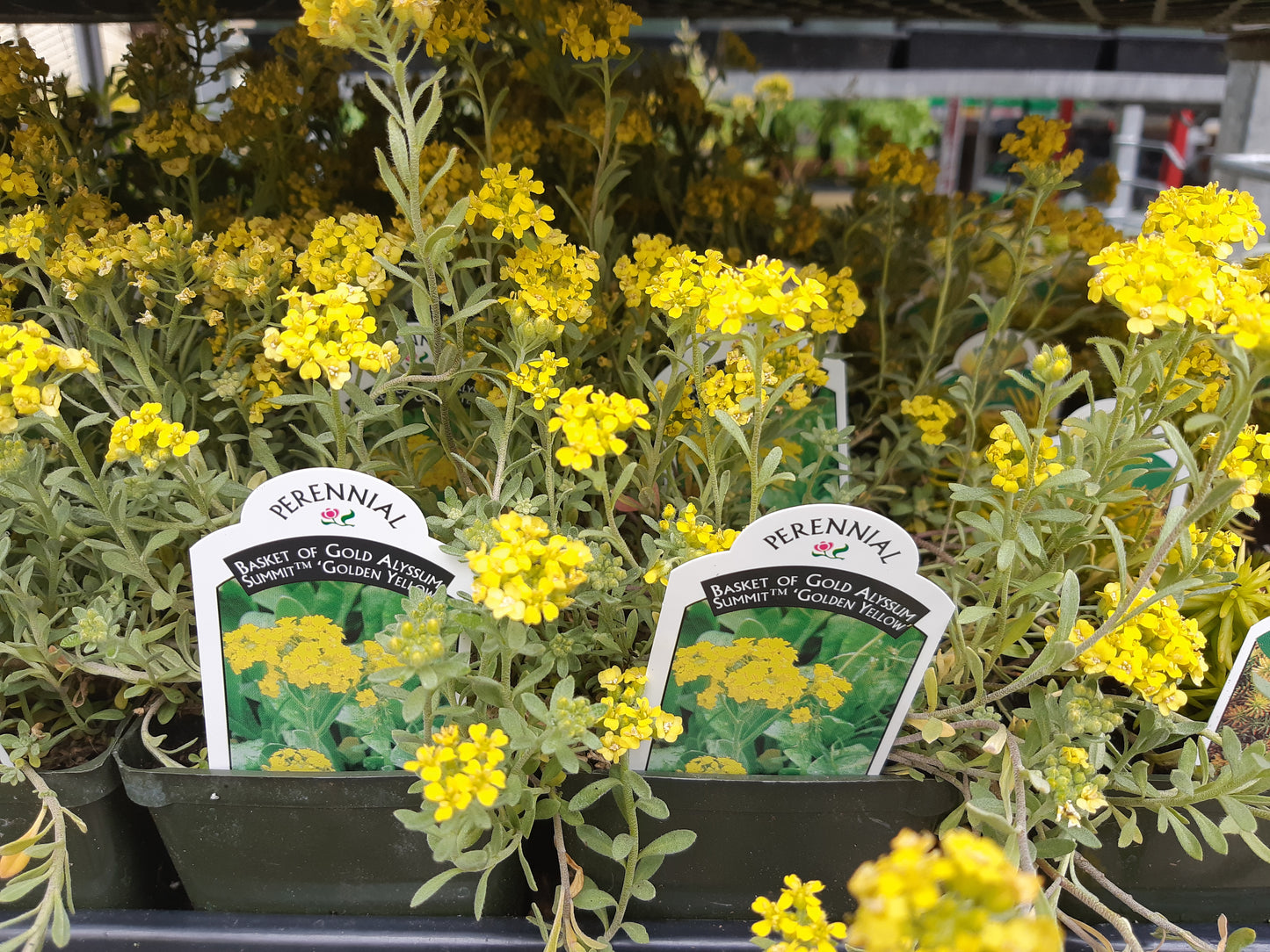 4" Perennial Alyssum