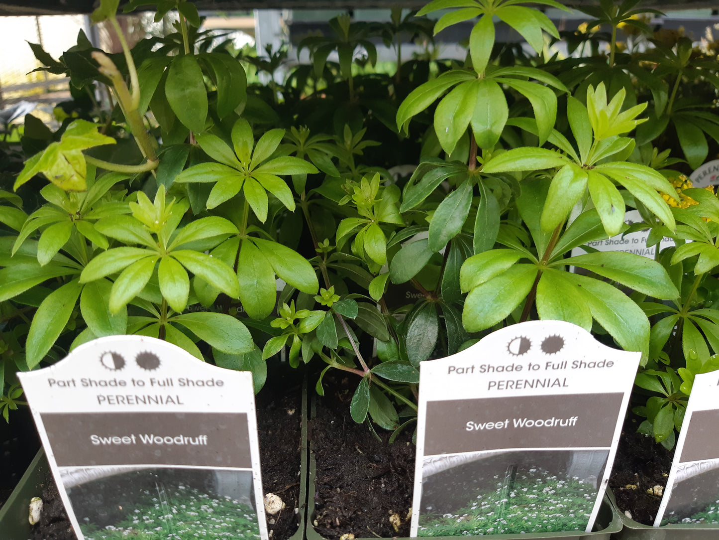 4" Sweet Woodruff (Galium)