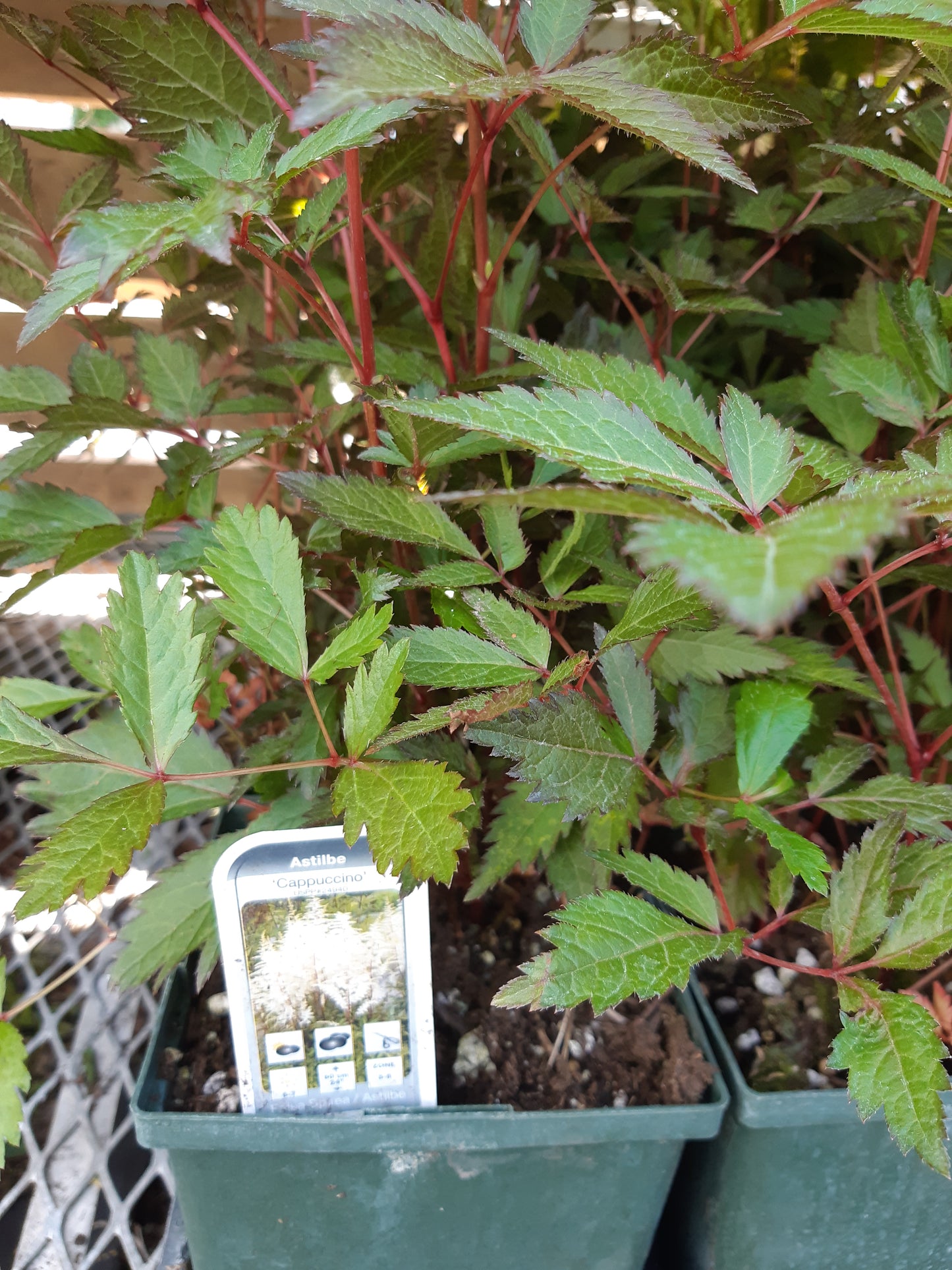 1 Gal Astilbe