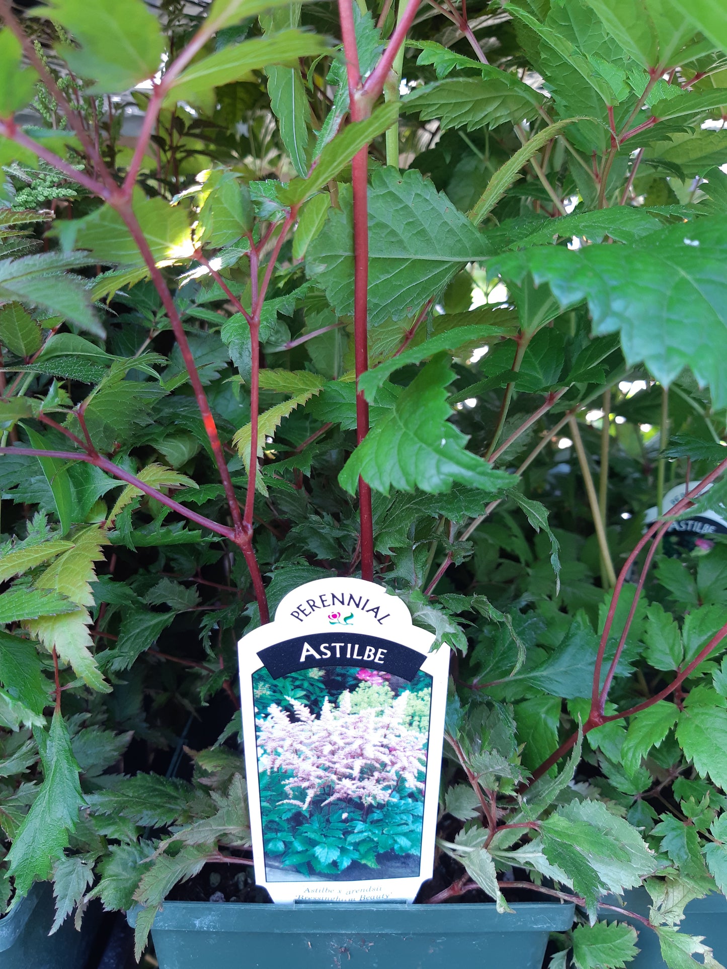 1 Gal Astilbe