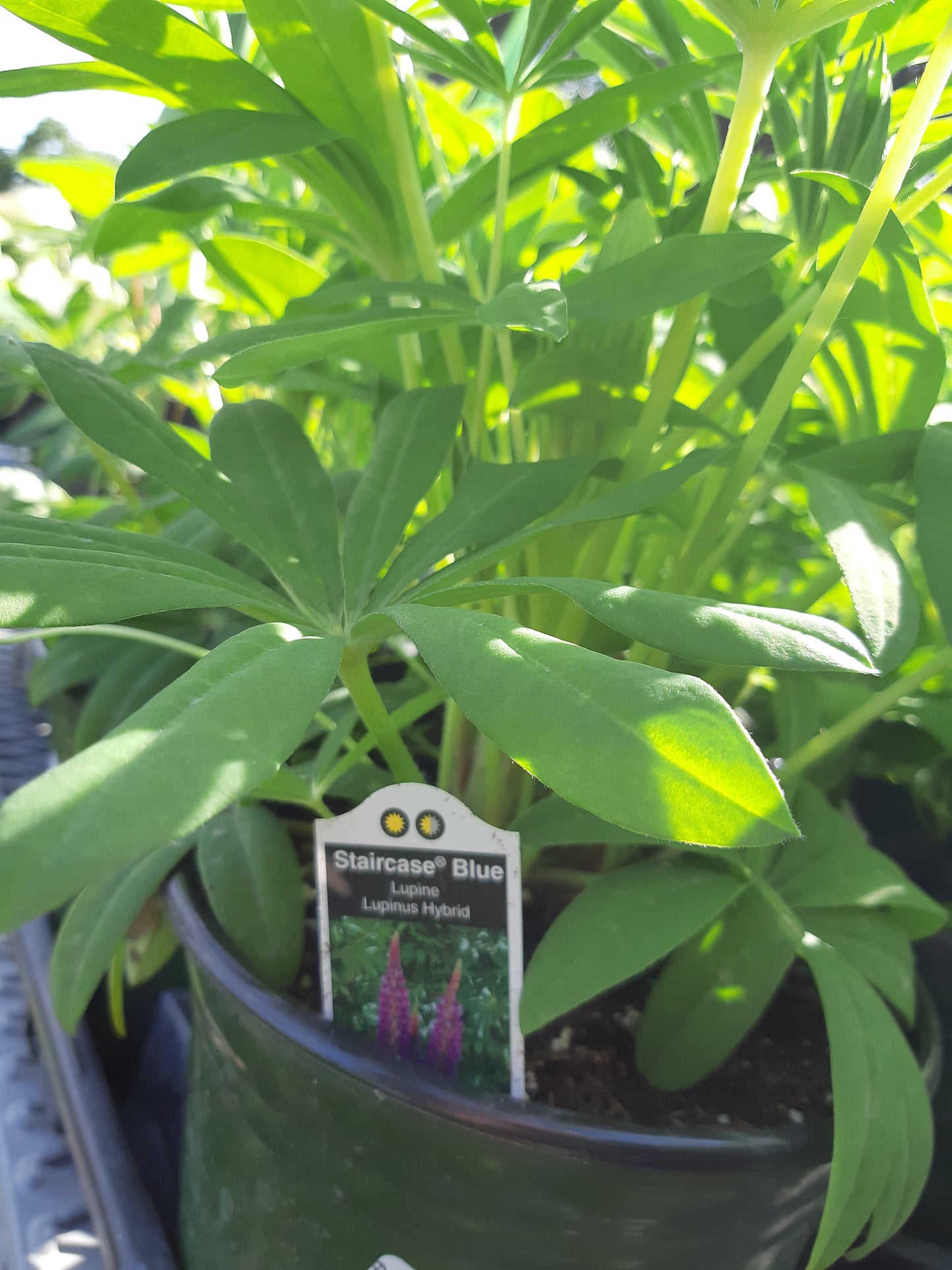 Lupine 'Lupinus' 1 Gal