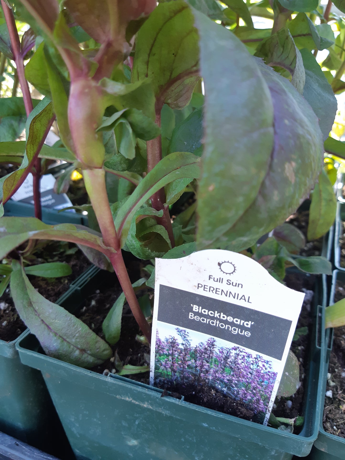 1 Gal Penstemon 'Beardtongue'