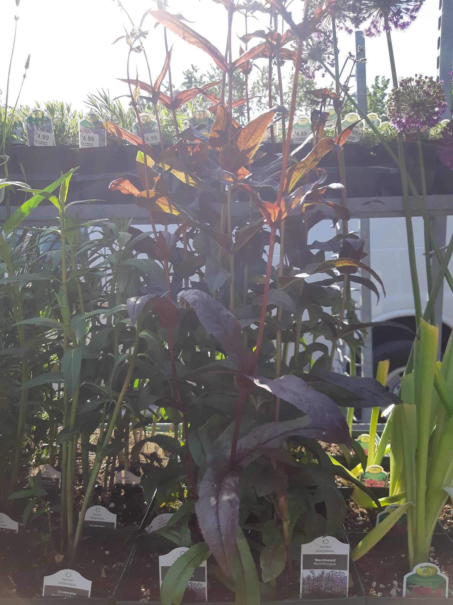 1 Gal Penstemon 'Beardtongue'