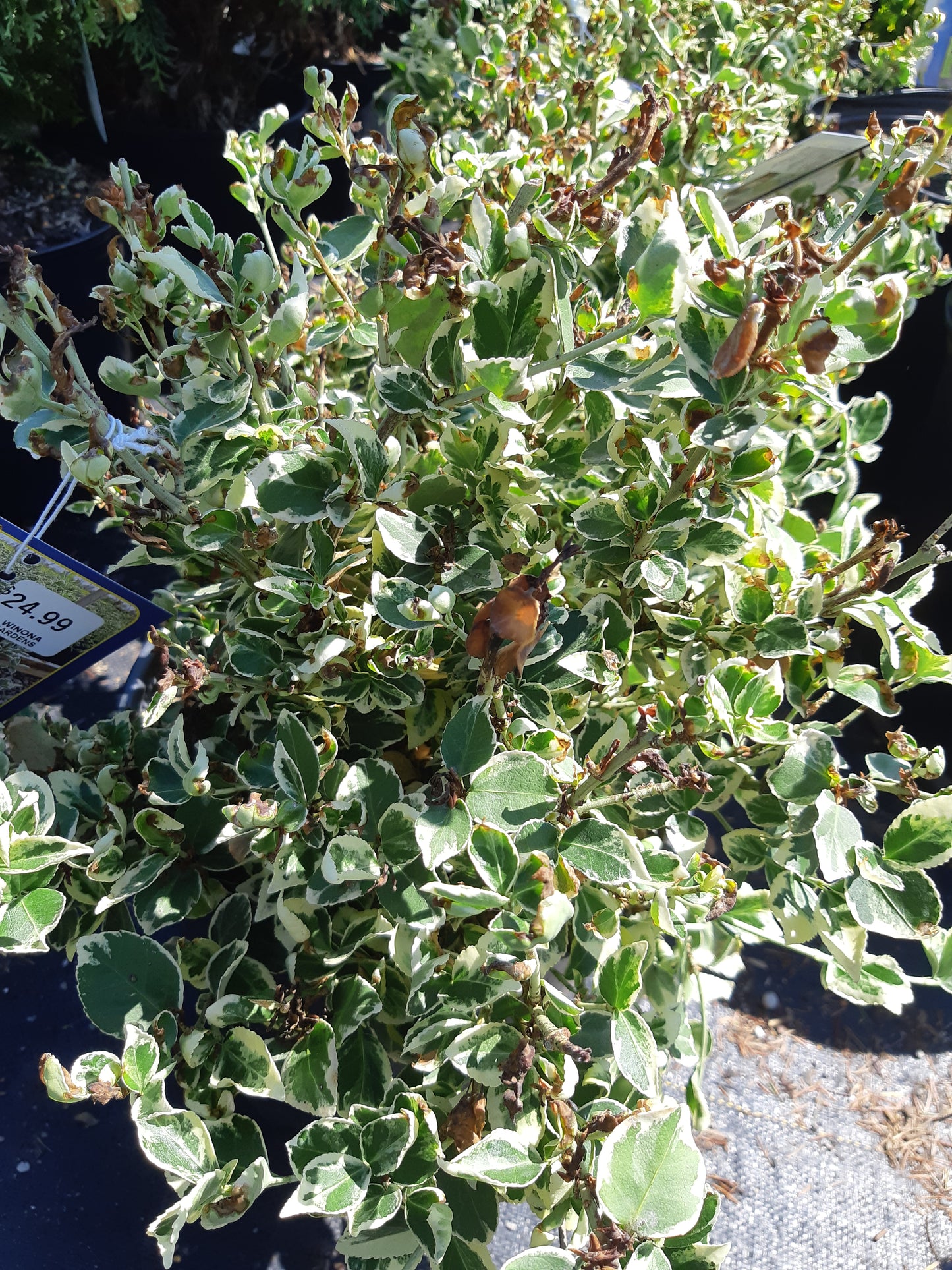 2 Gal Emerald Gaiety Euonymus