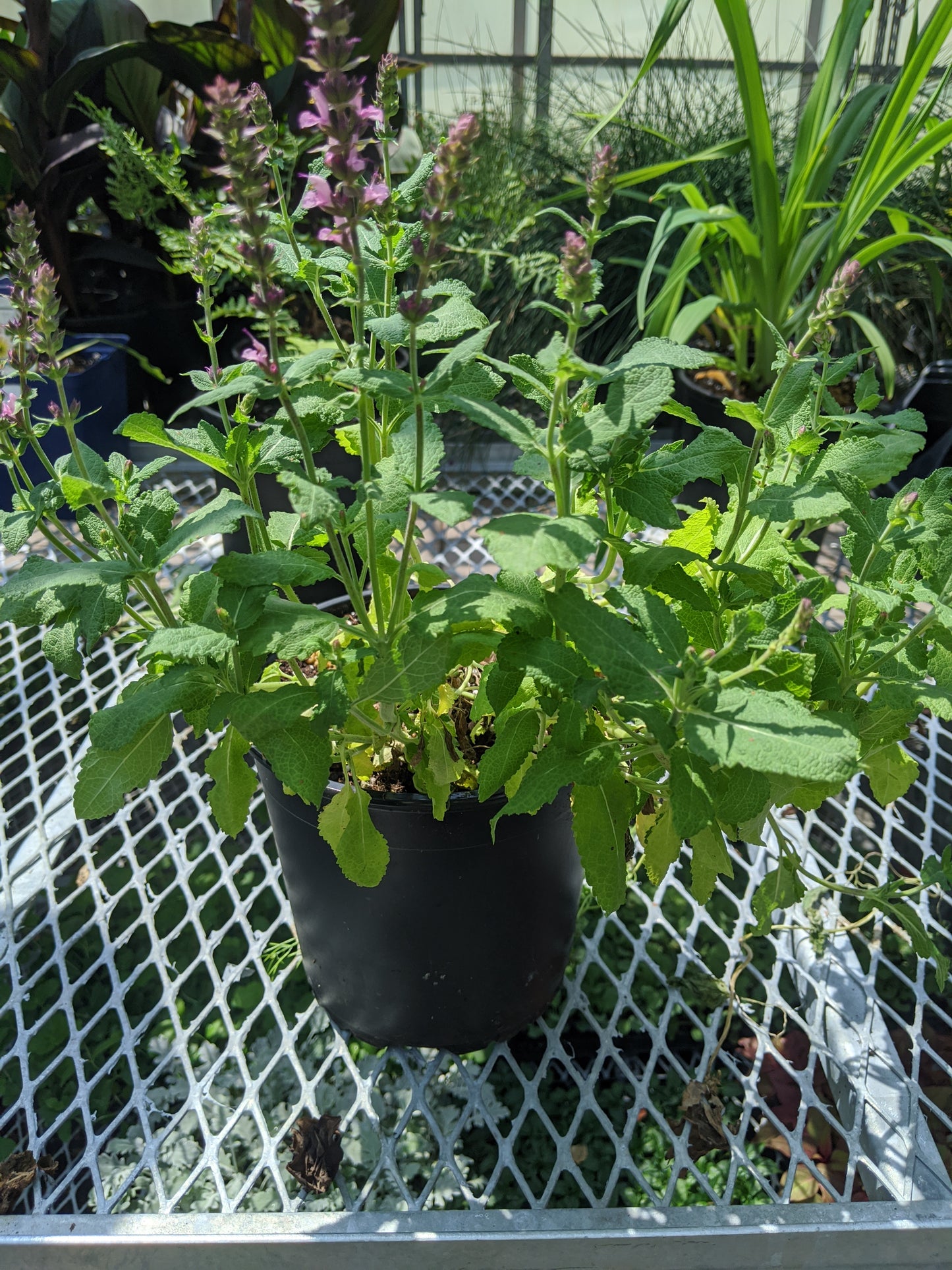1 Gal Perennial Sage (Salvia)