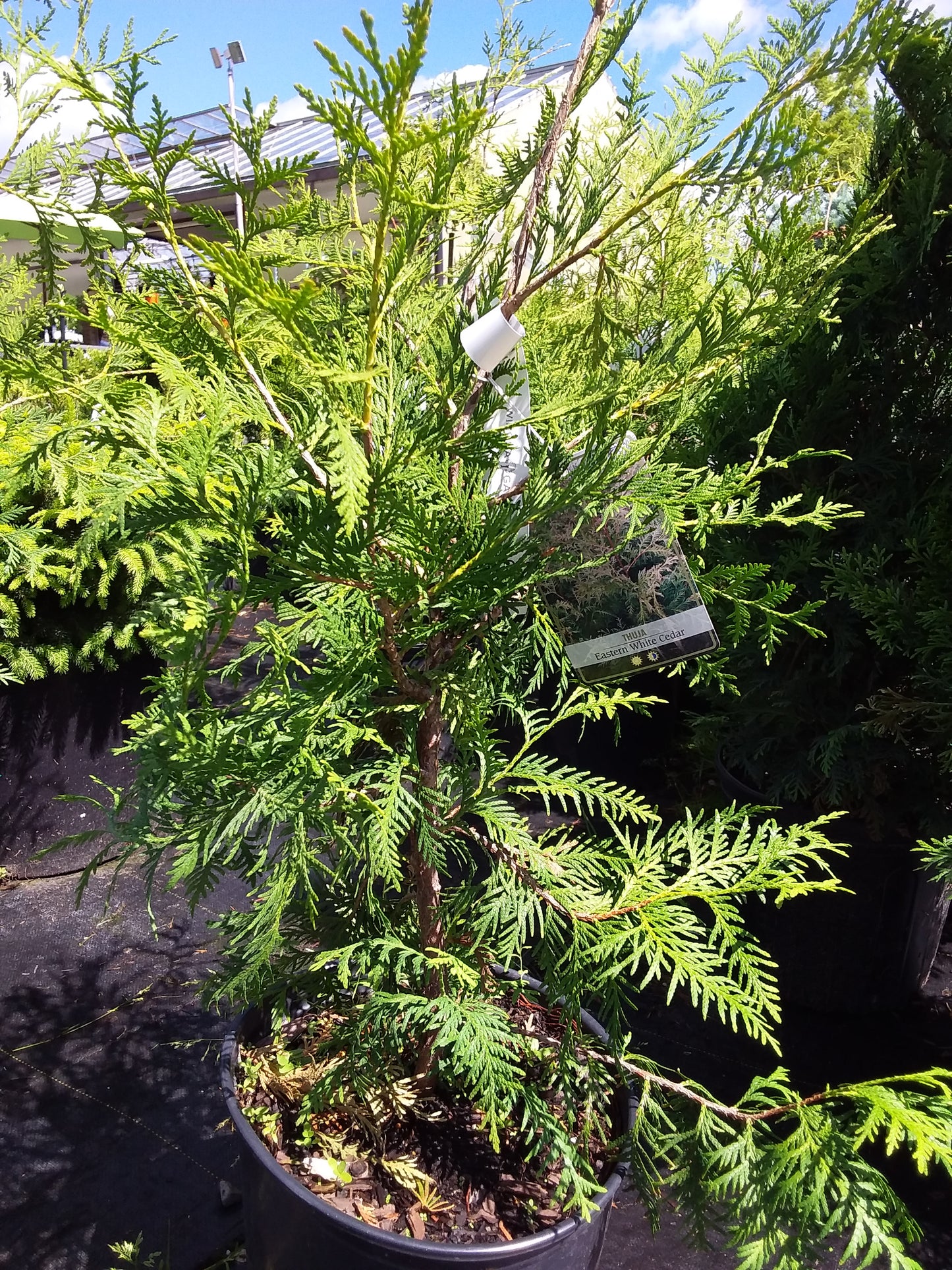 White Cedar