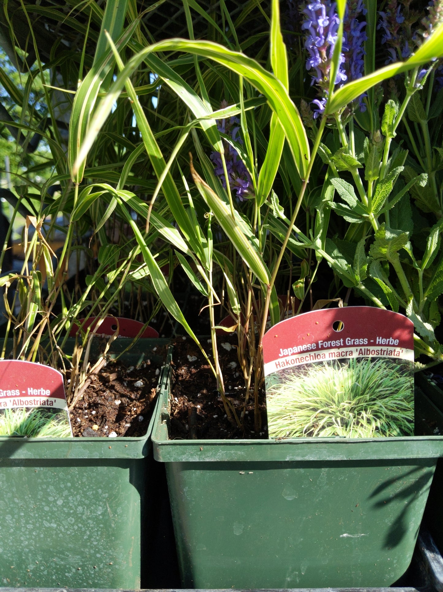 1 Gal Japanese Forest Grass (Hakonechloa)