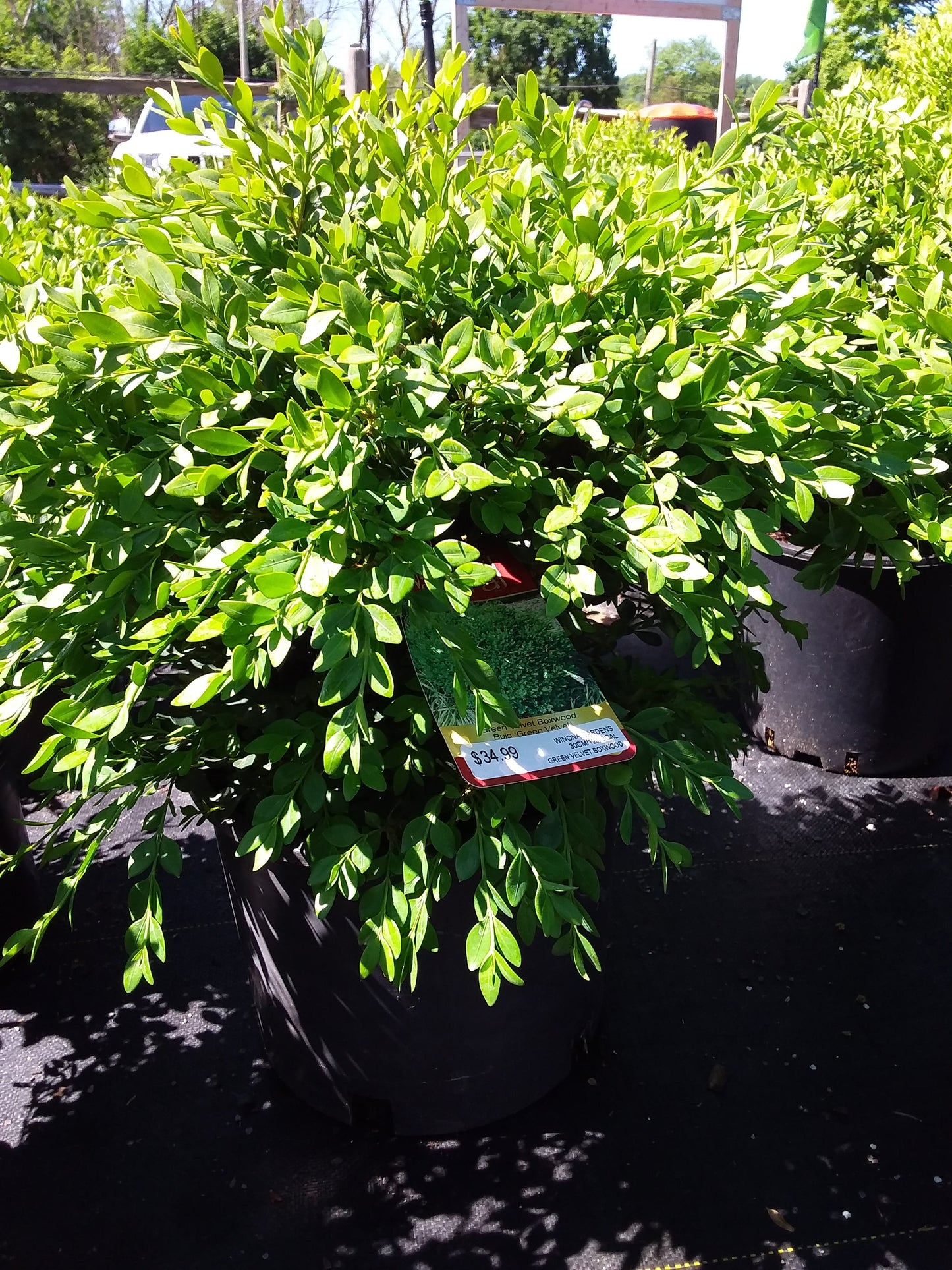 Green Velvet Boxwood