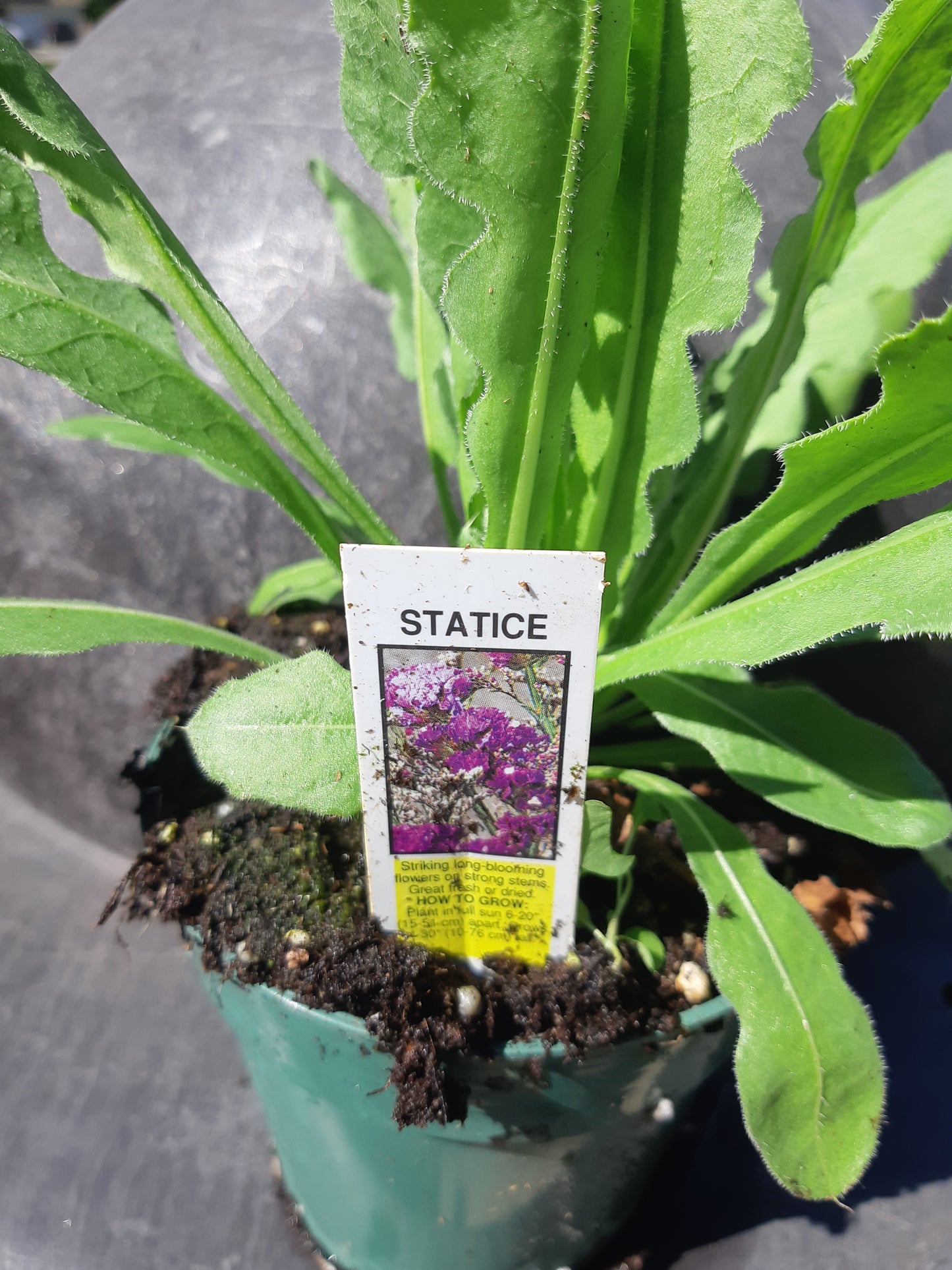 4" Statice