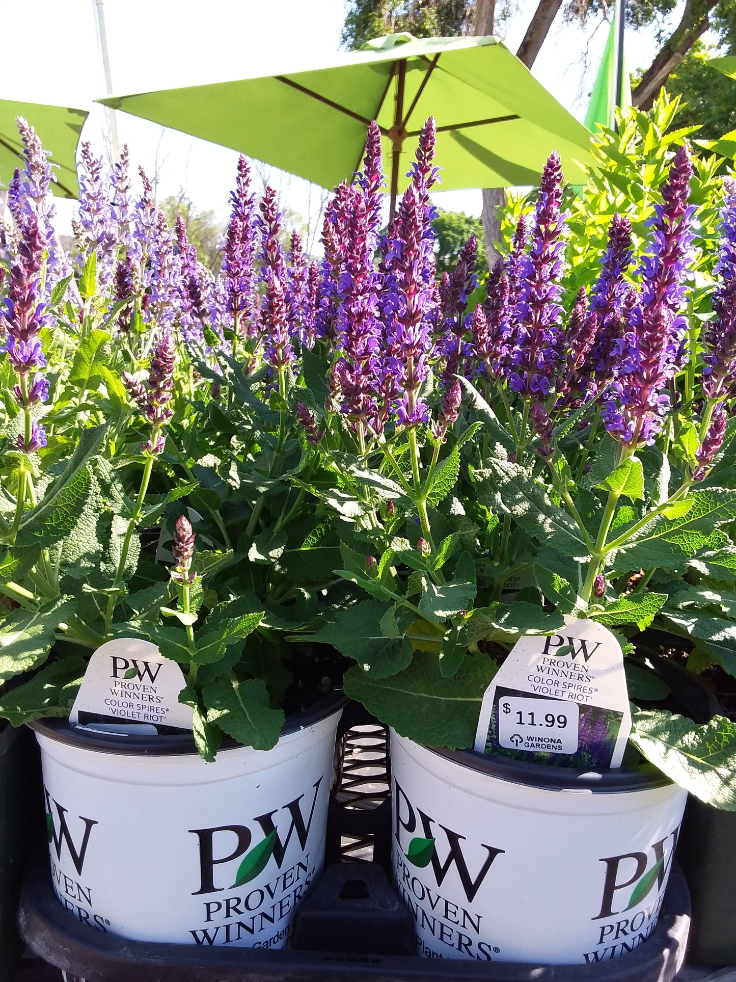 1 Gal Perennial Sage (Salvia)