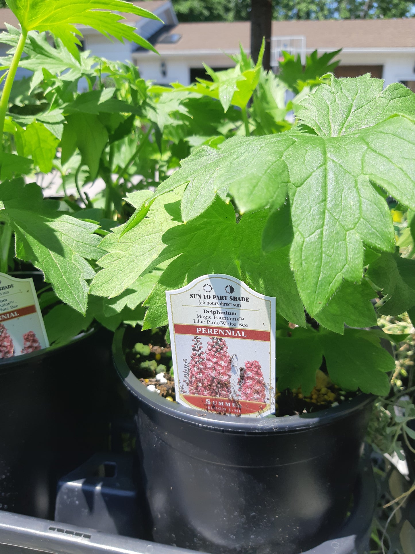 1 Gal Delphinium