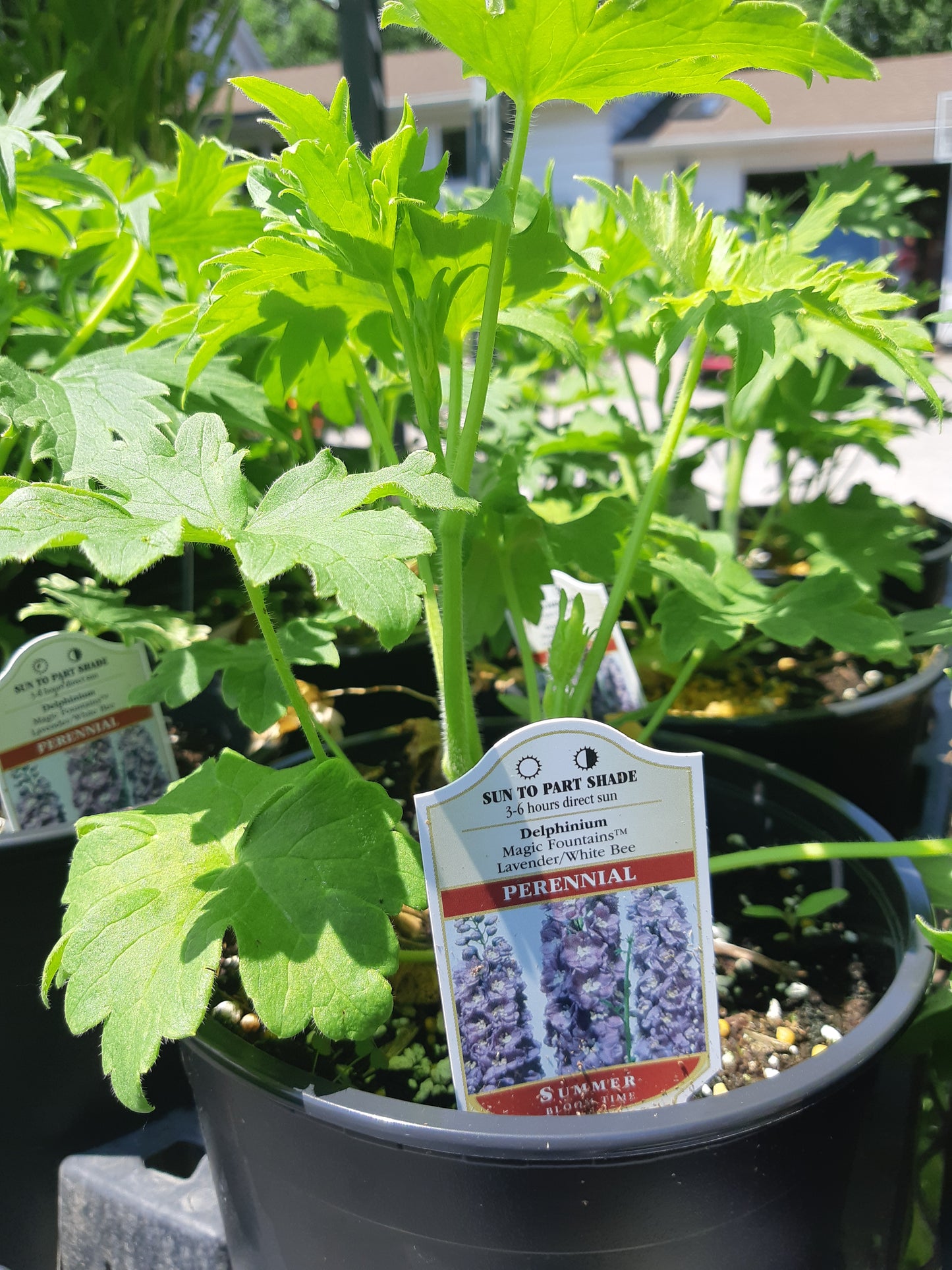 1 Gal Delphinium