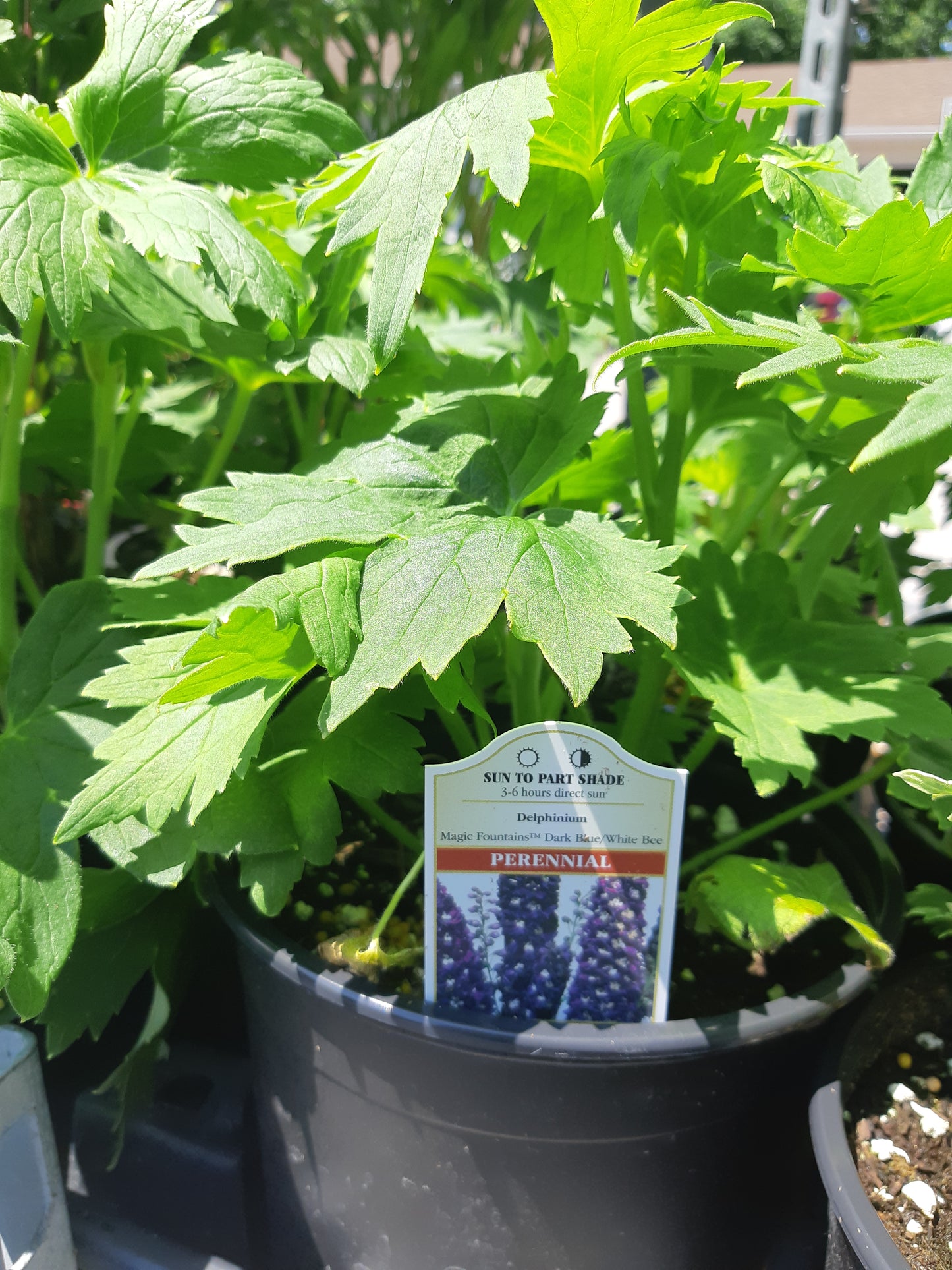 1 Gal Delphinium