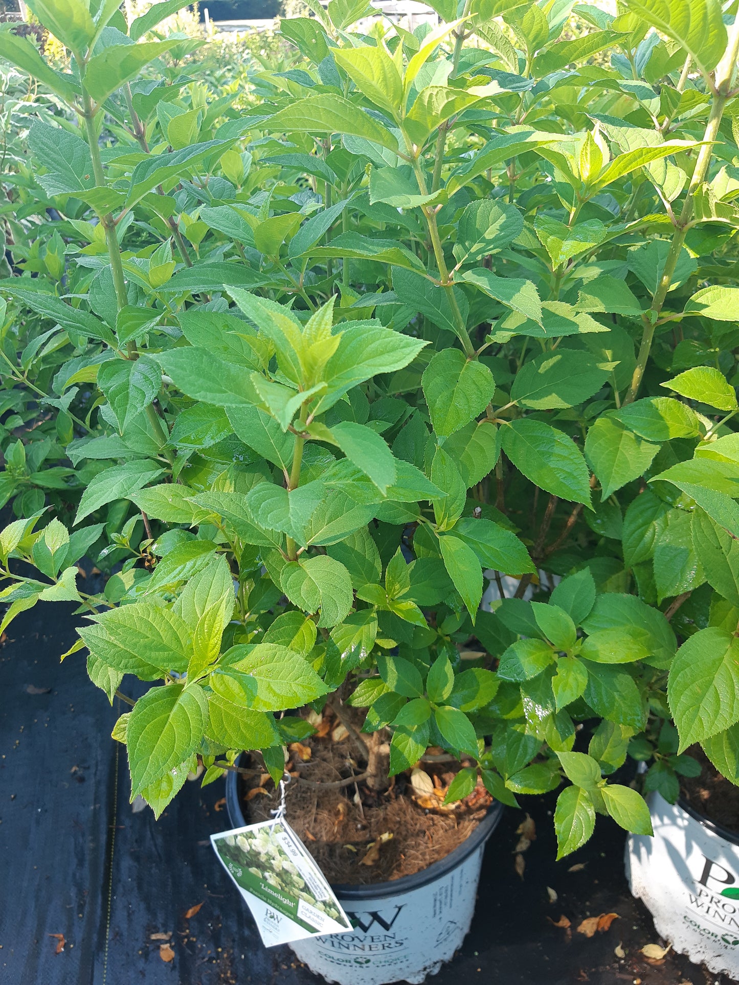 Limelight Hydrangea