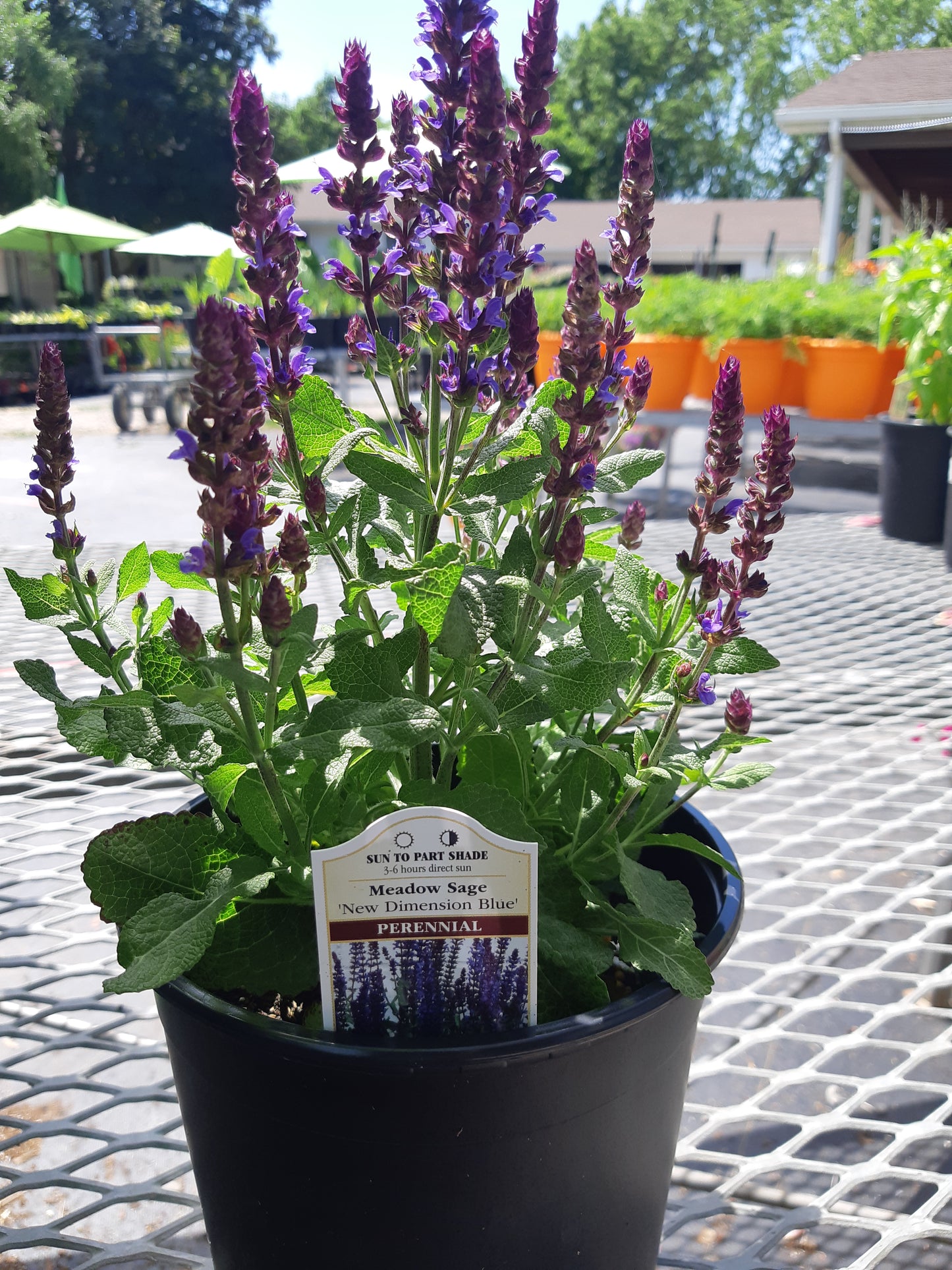 1 Gal Perennial Sage (Salvia)