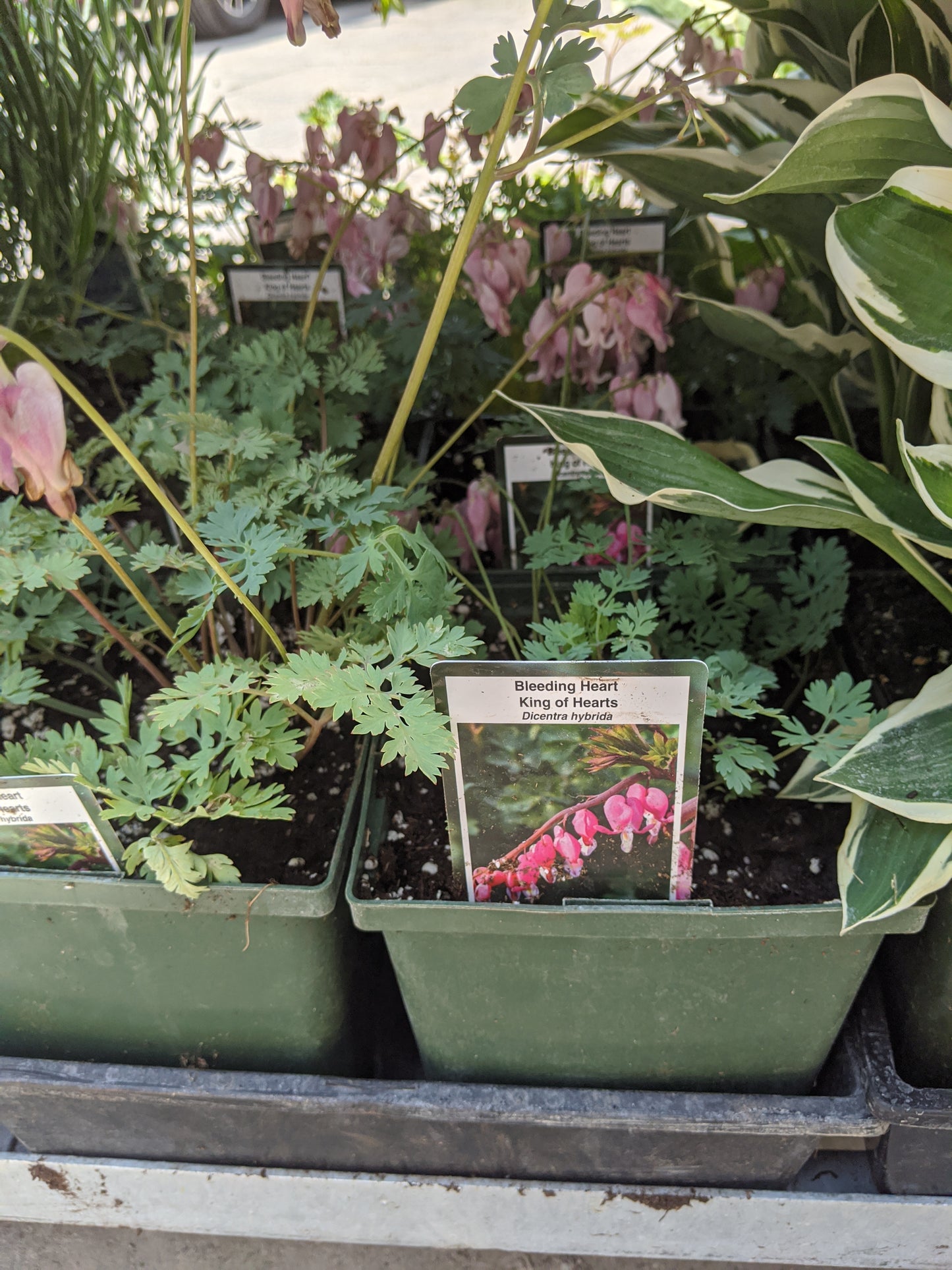Bleeding Heart (Dicentra)