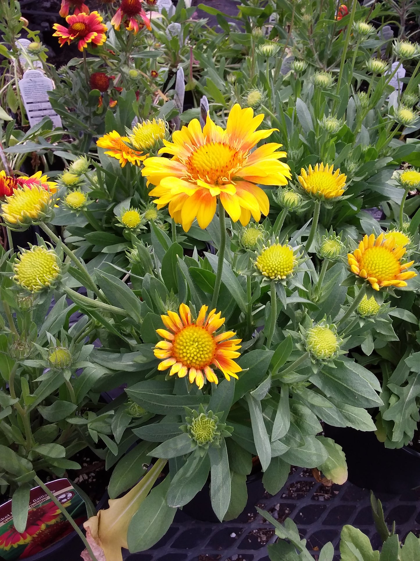 1 Gal Blanket Flower 'Gaillardia'
