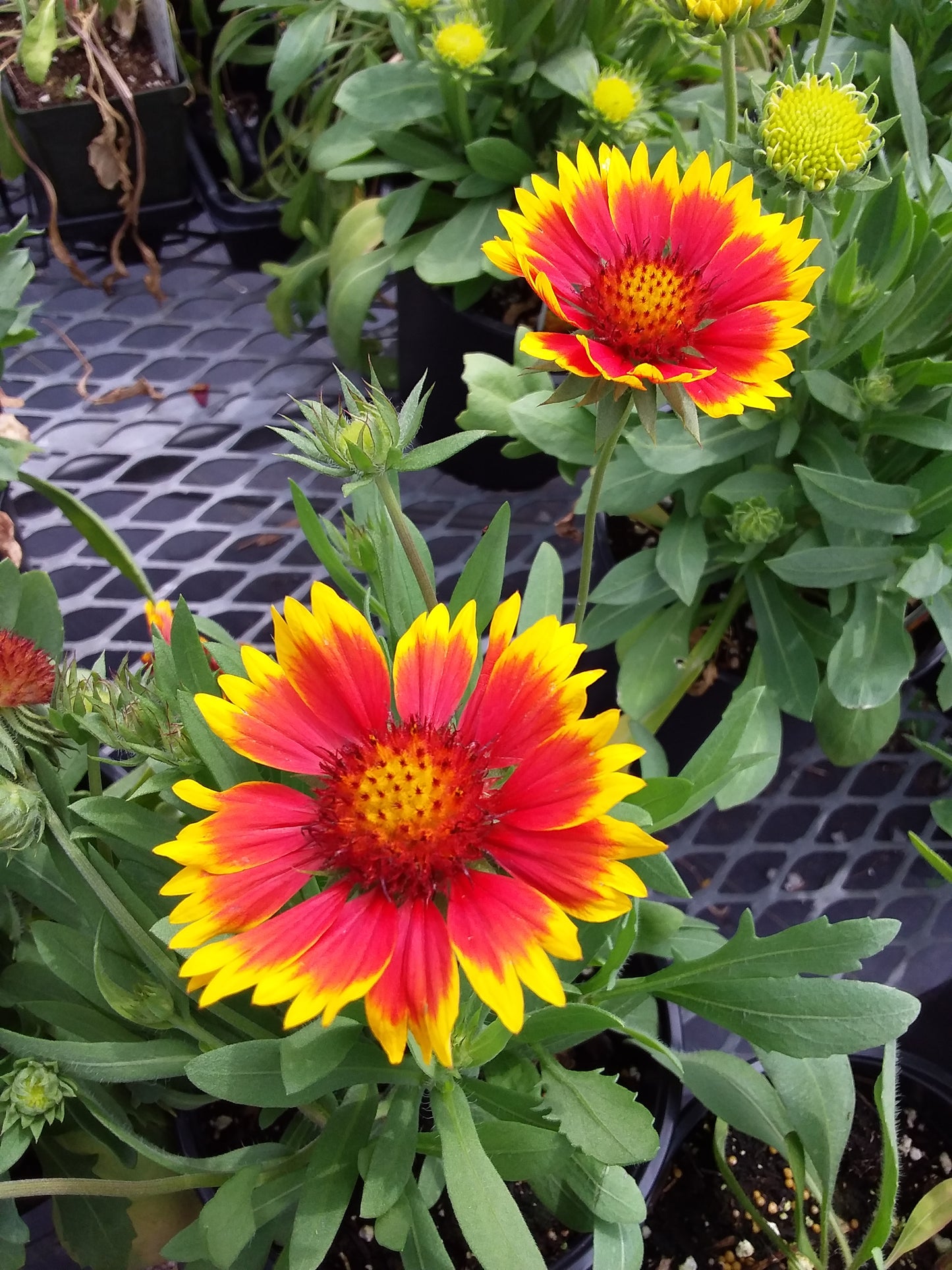 1 Gal Blanket Flower 'Gaillardia'
