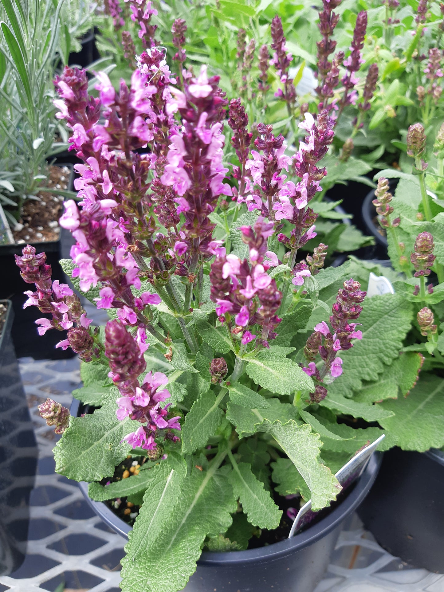 1 Gal Perennial Sage (Salvia)