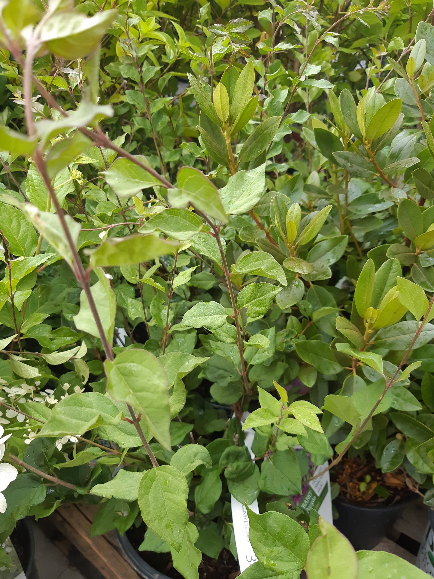 Bloomerang Lilac Dark Purple