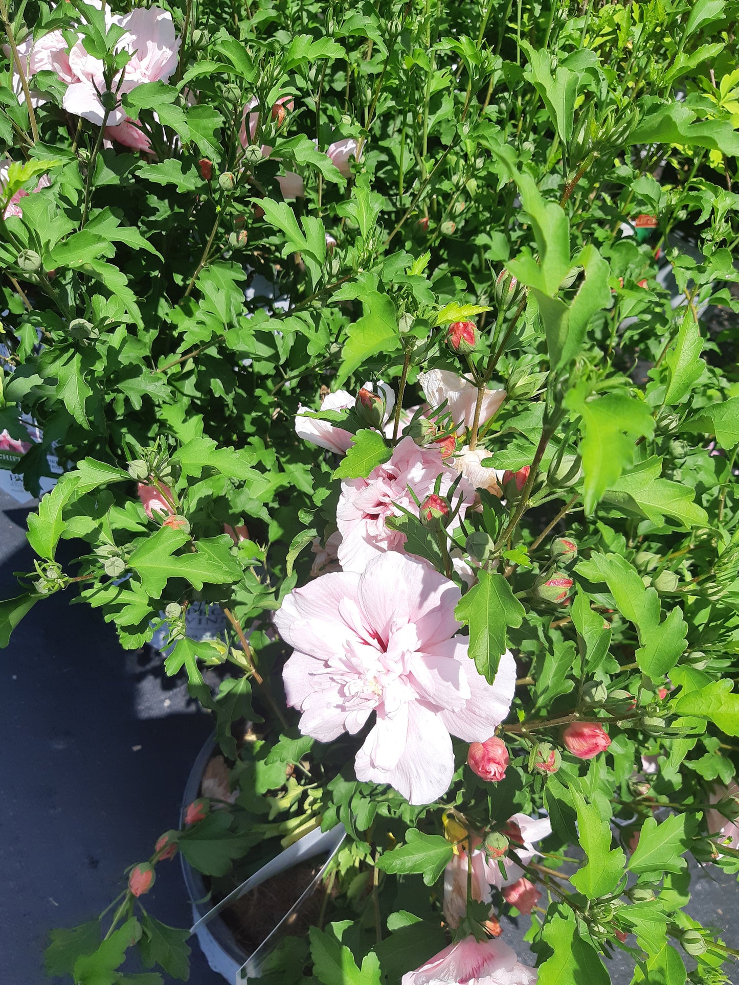 Rose Of Sharon