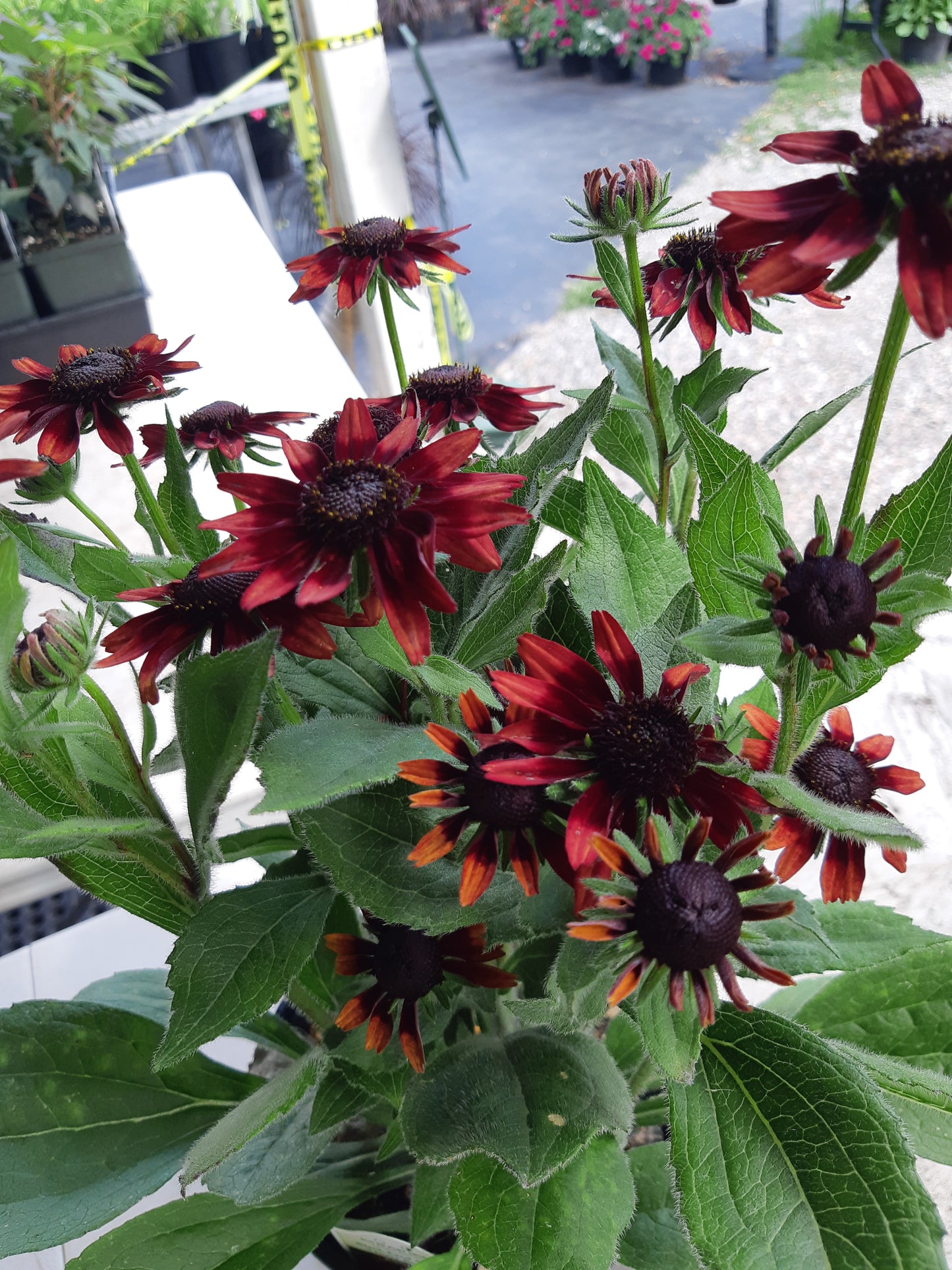 1 Gal Black Eyed Susan (Rudbeckia)