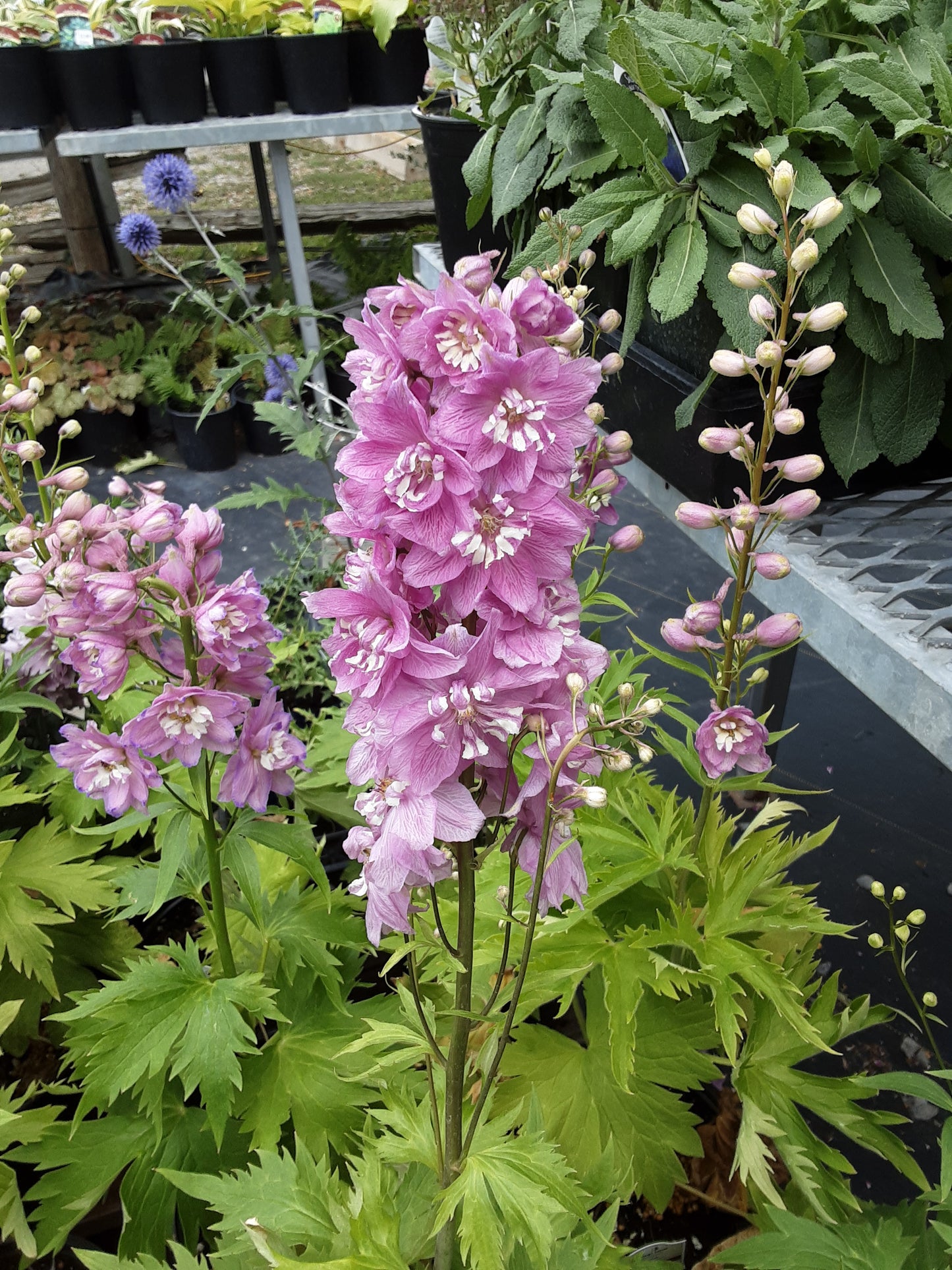 1 Gal Delphinium