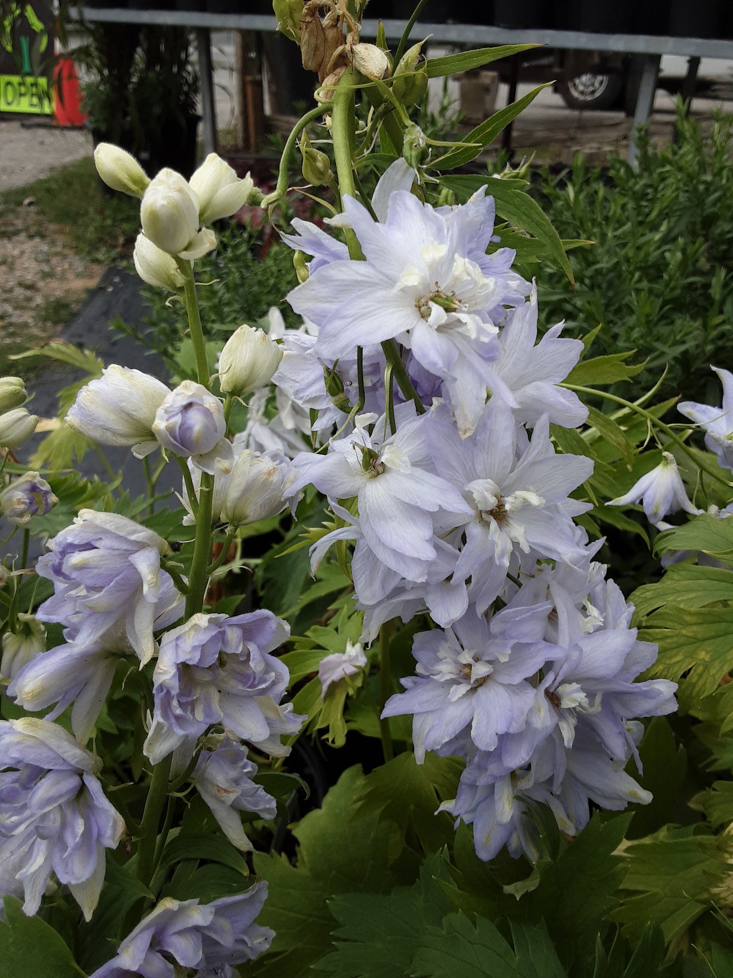 1 Gal Delphinium
