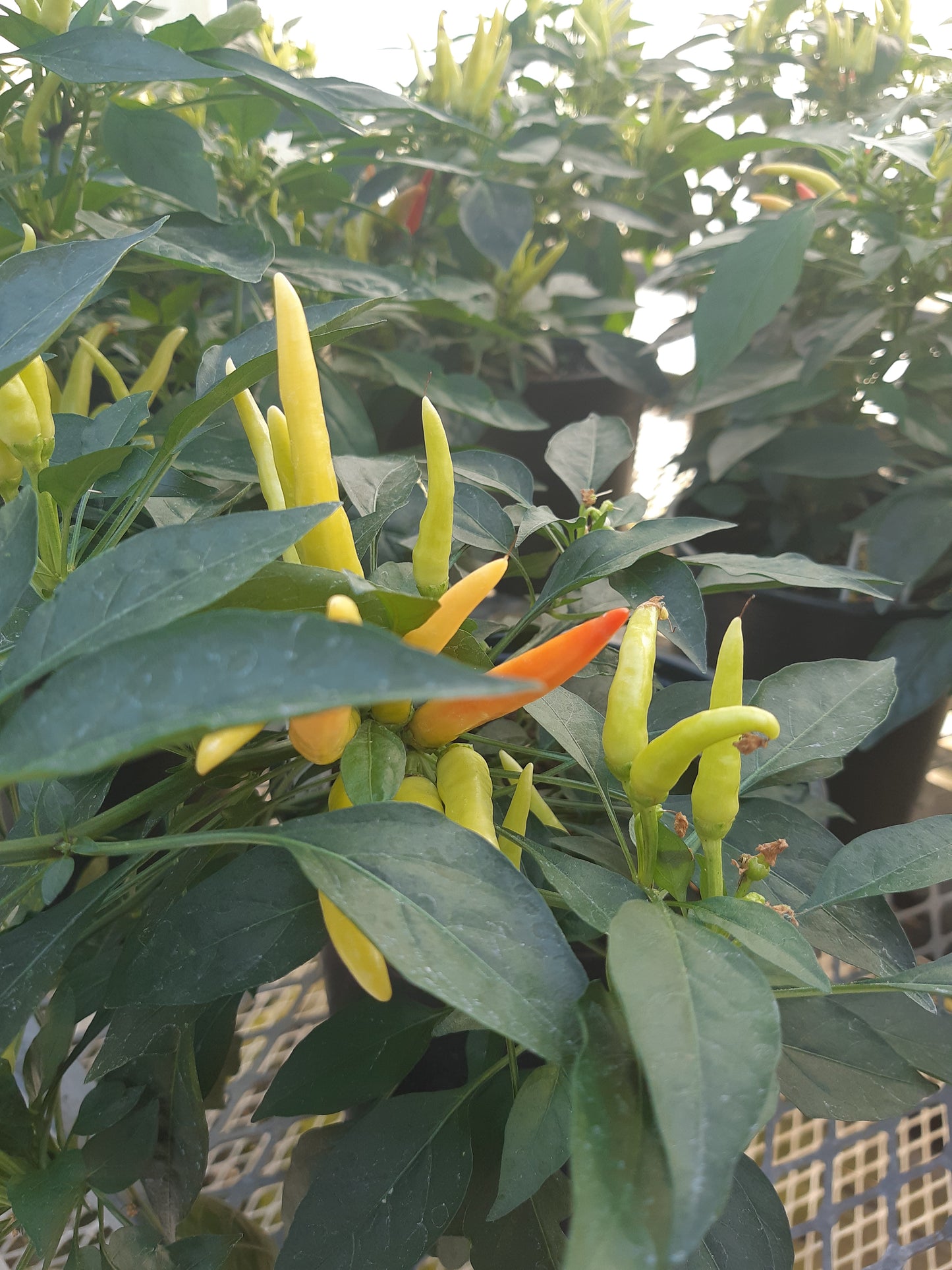 6" Ornamental Pepper