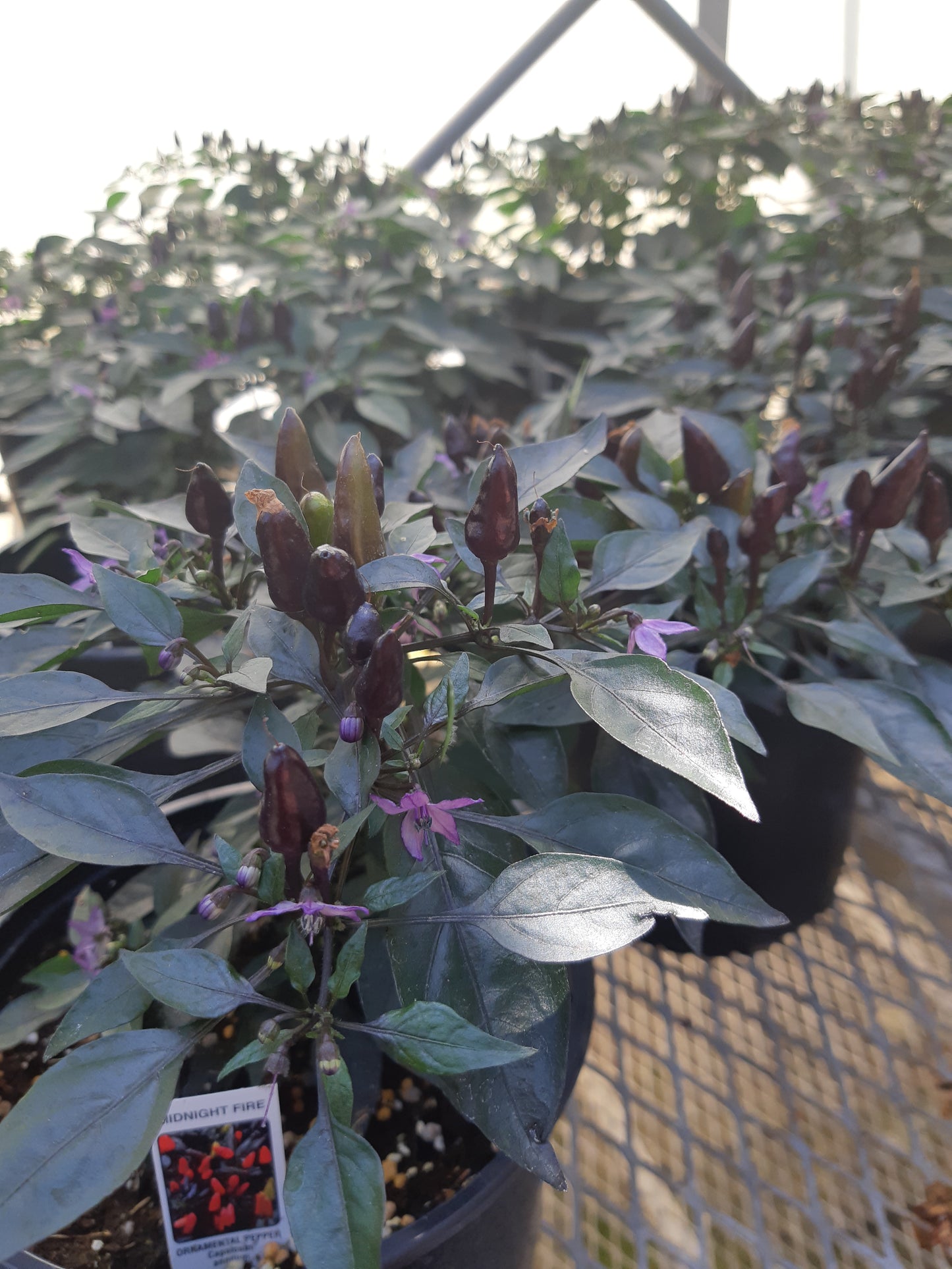 6" Ornamental Pepper
