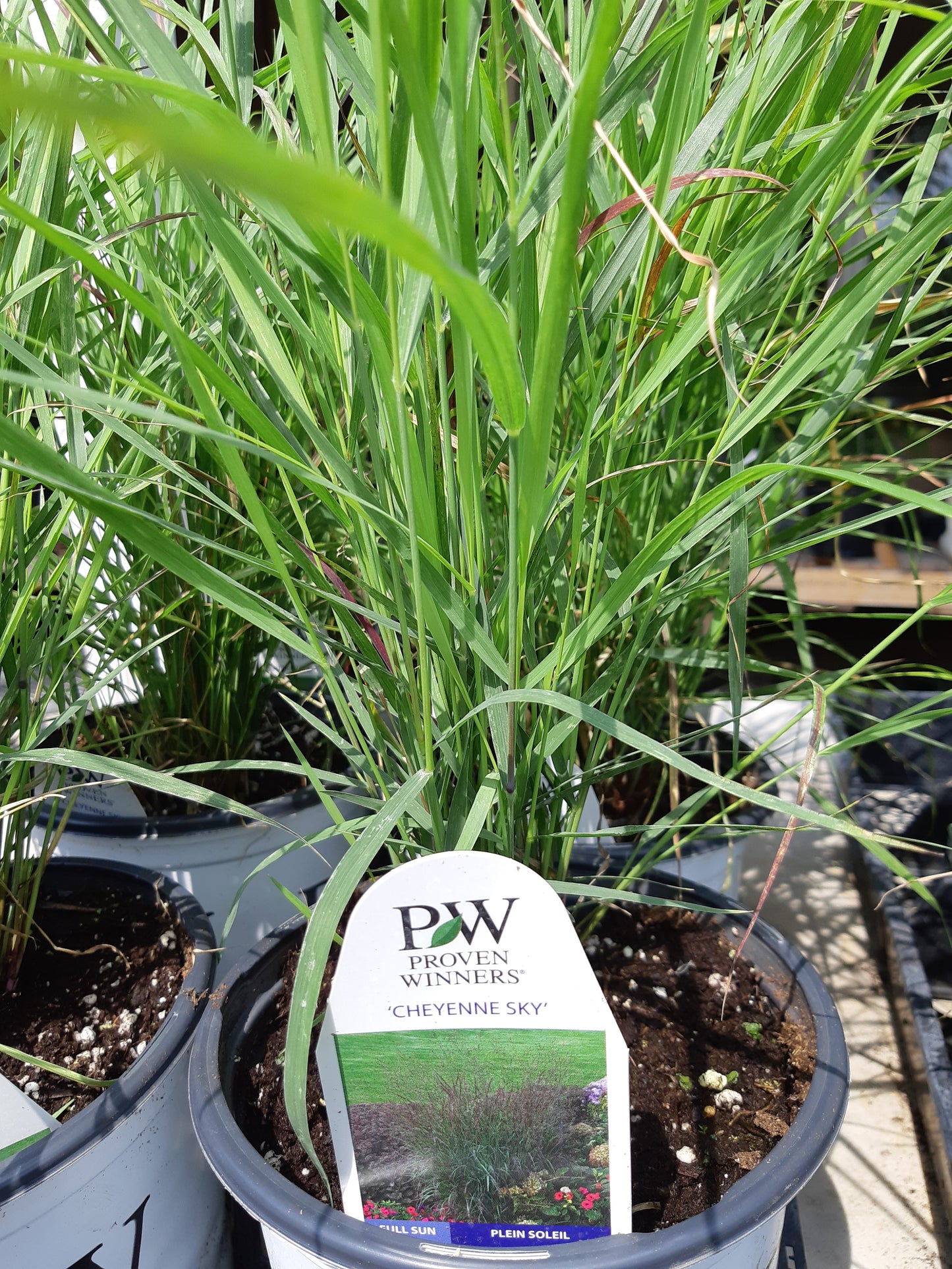 1 Gal Panicum Virgatum 'Cheyenne Sky'