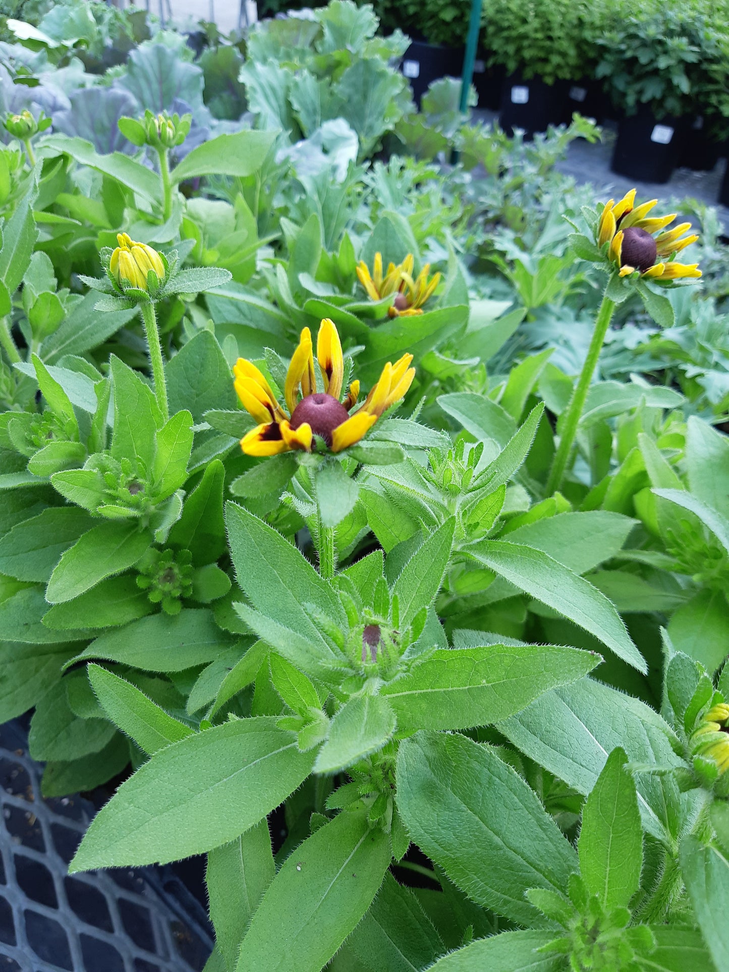 4.5" Rudbeckia