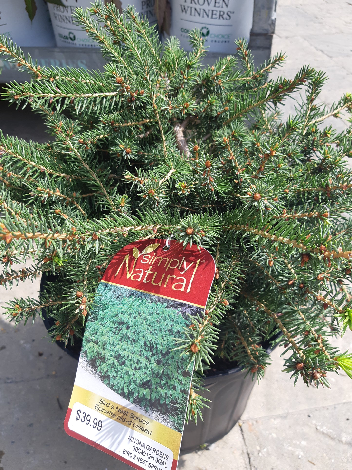 Bird's Nest Spruce