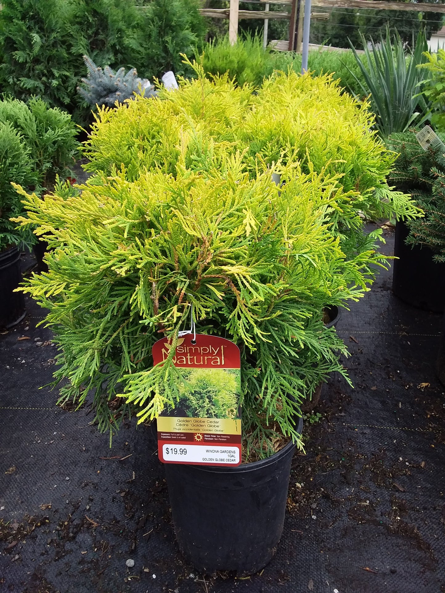 Golden Globe Cedar