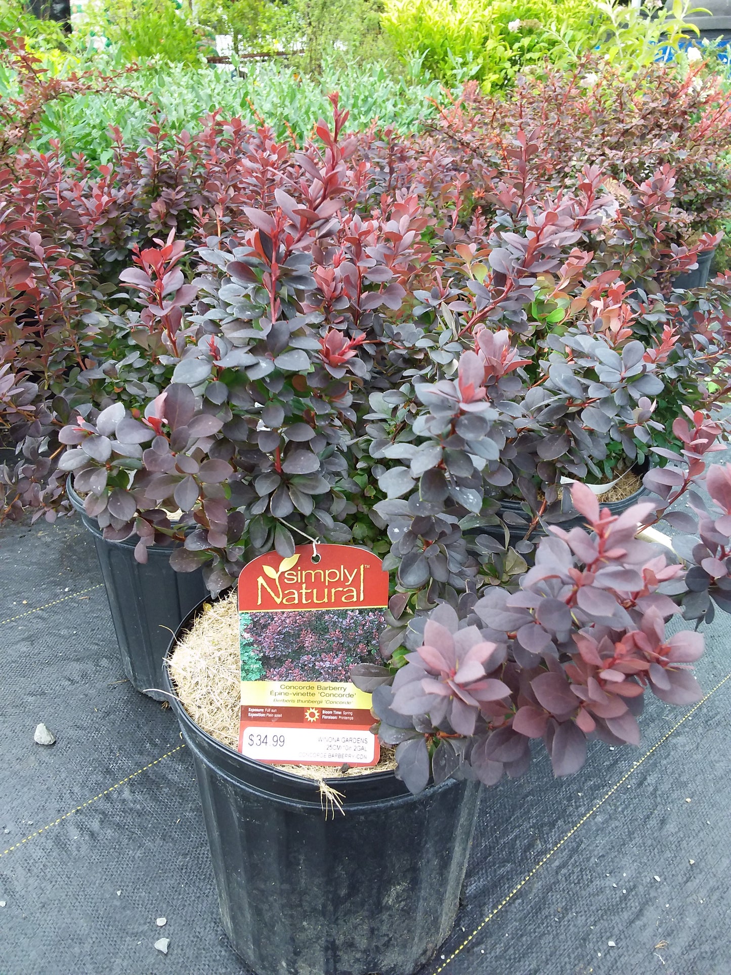 Concorde Barberry 2Gal