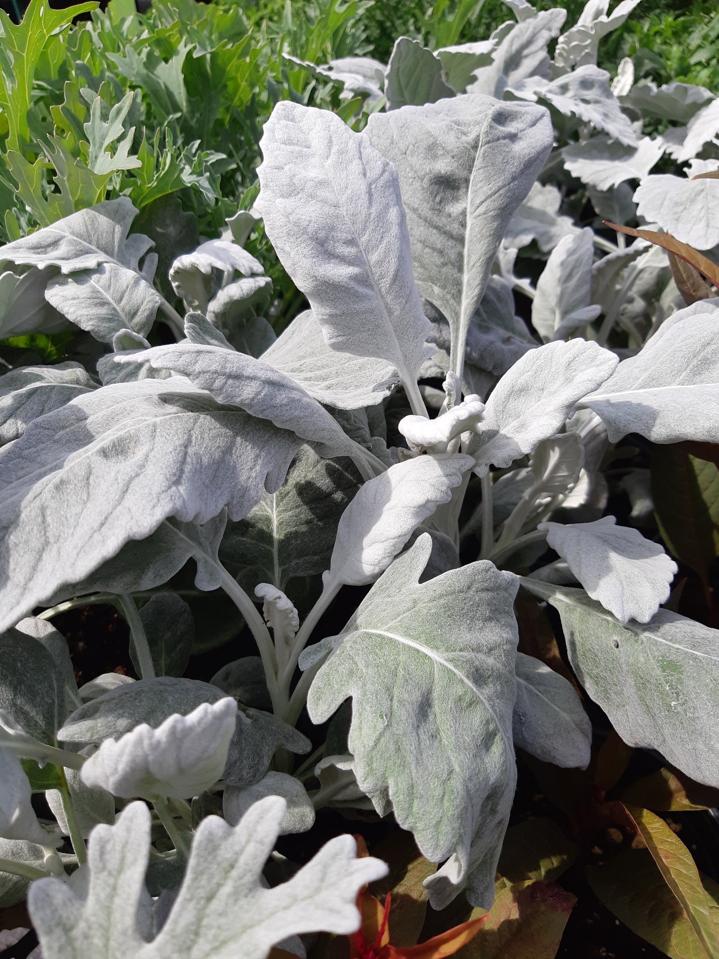4" Dusty Miller