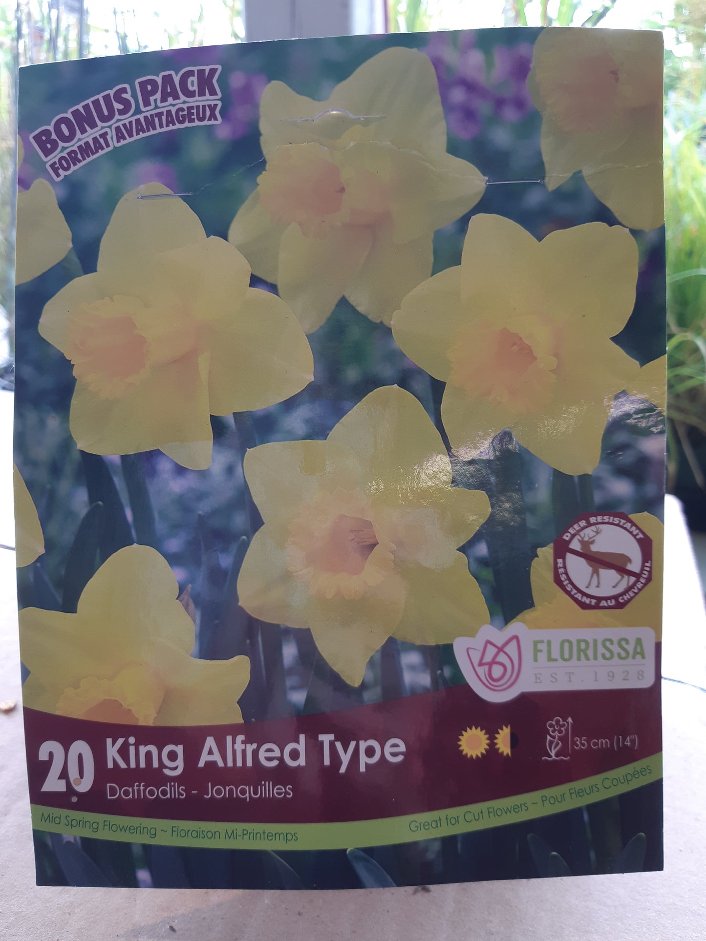 Daffodil Bulbs (Narcisses)