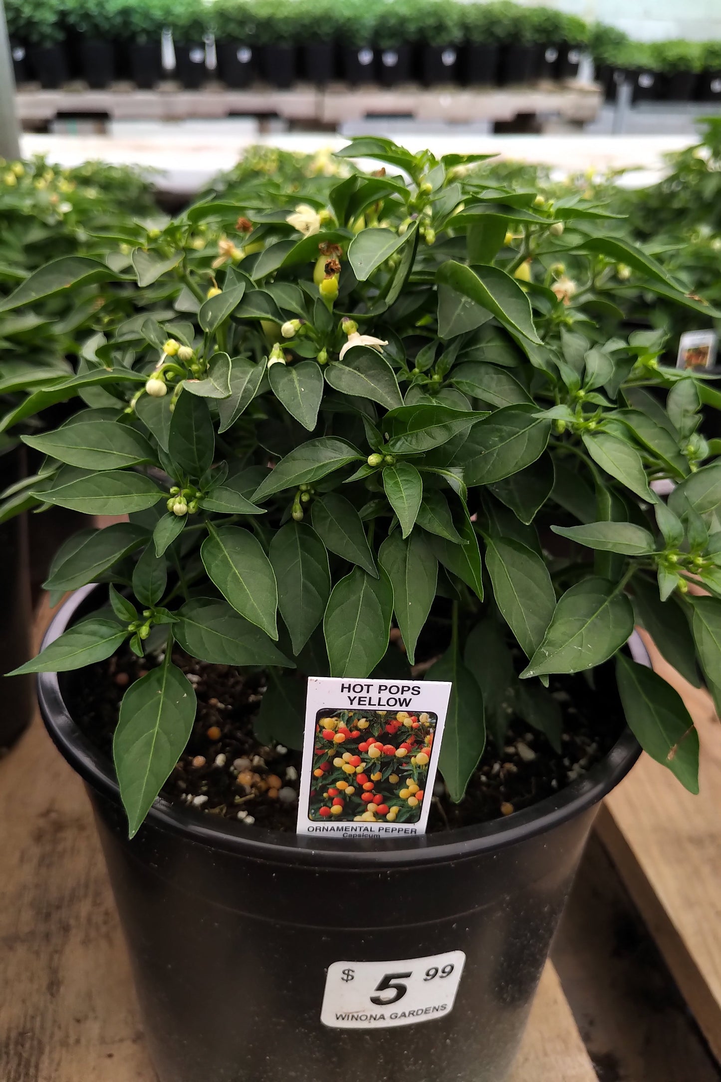 6" Ornamental Pepper