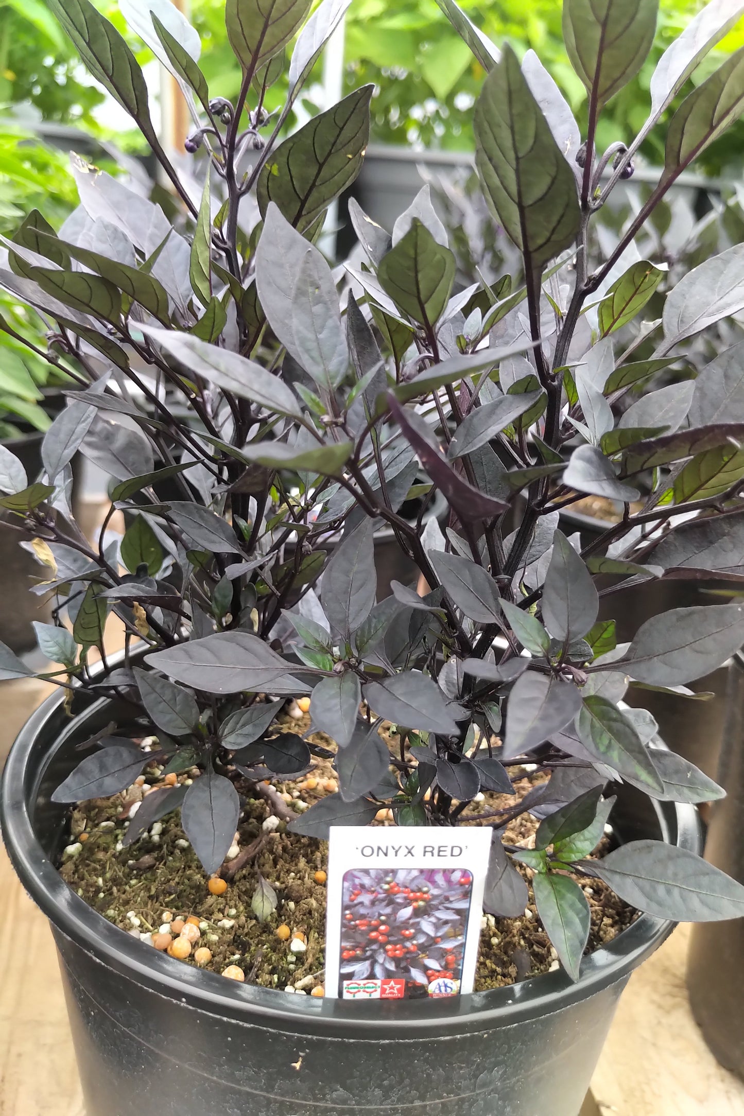 6" Ornamental Pepper