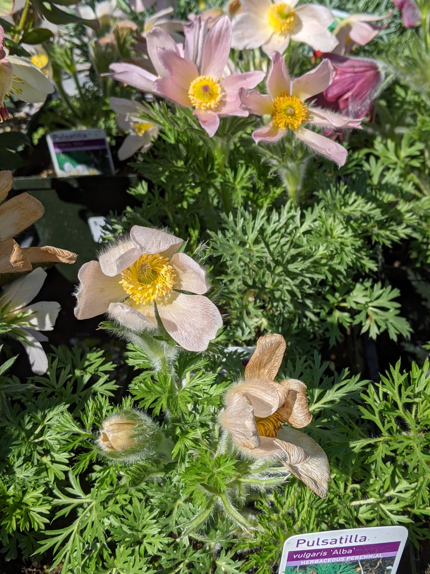 1 Gal Pasque Flower 'Pulsatilla'