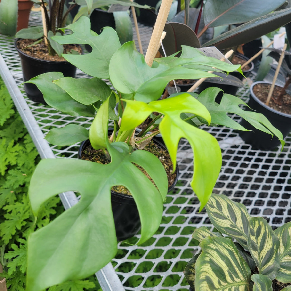 Monstera 'Ginny' (Mini Monstera)