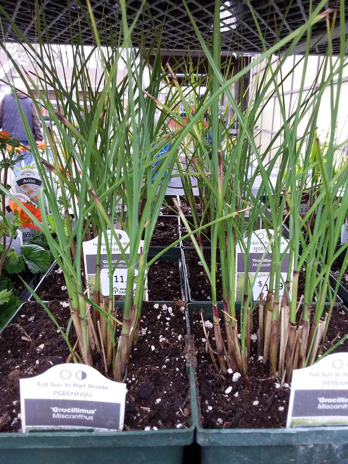 1 Gal Miscanthus 'Gracillimus' (Silver Grass)
