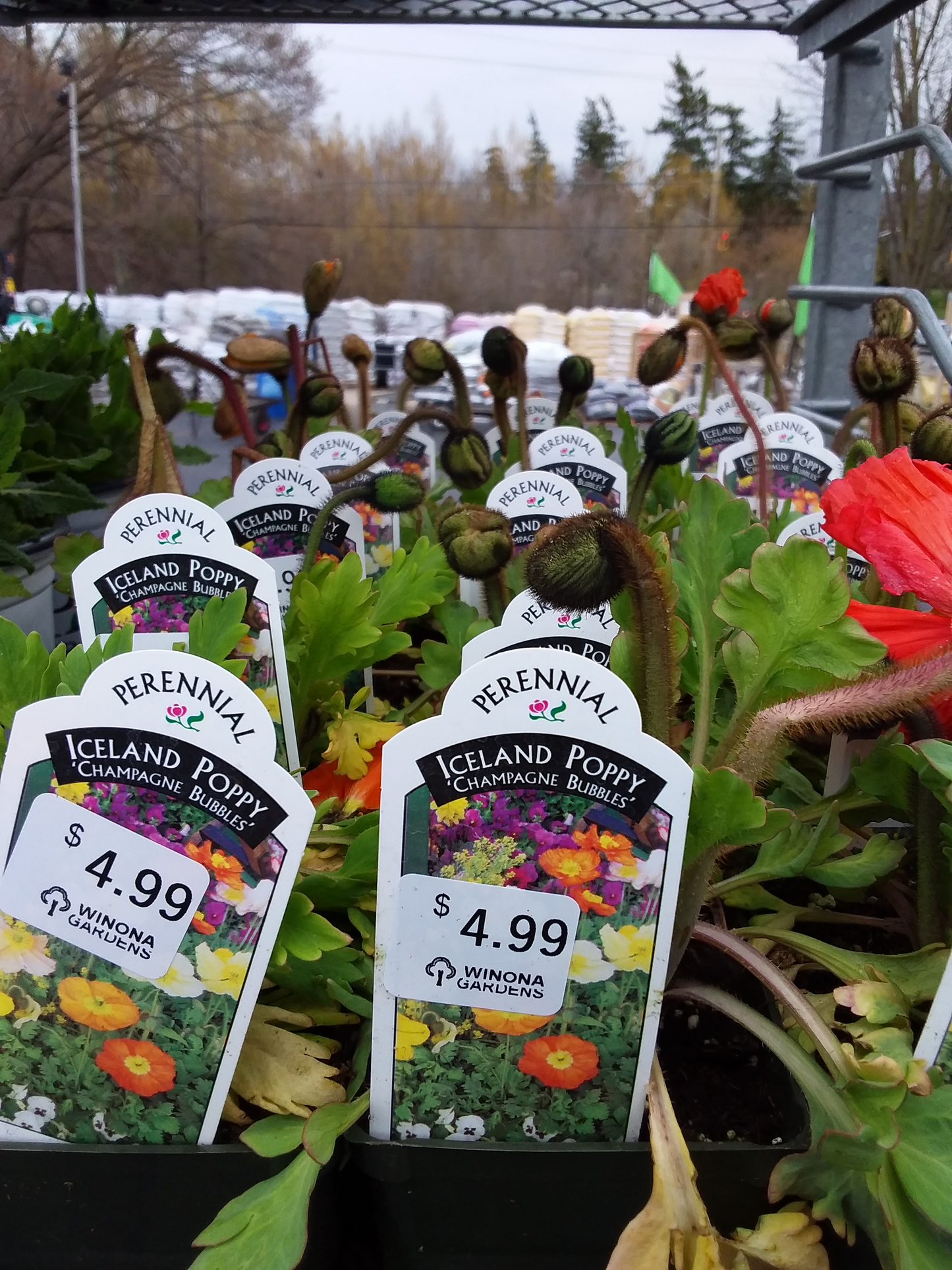4" Iceland Poppy 'Champagne Bubbles'